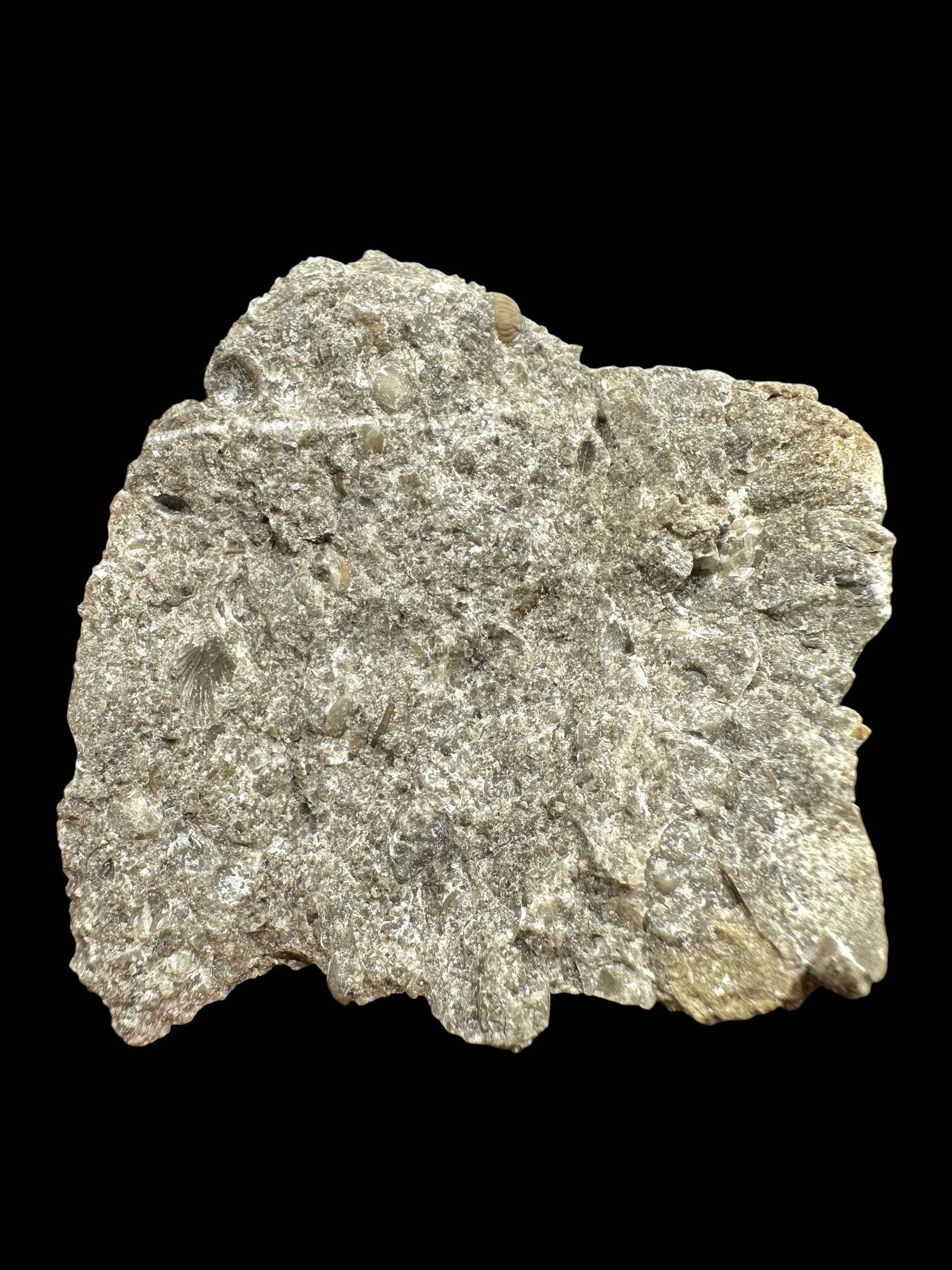 Trilobite Encrinuraspis beaumonti + brachiopoda – Kosov Quarry, Czech Republic - TN97