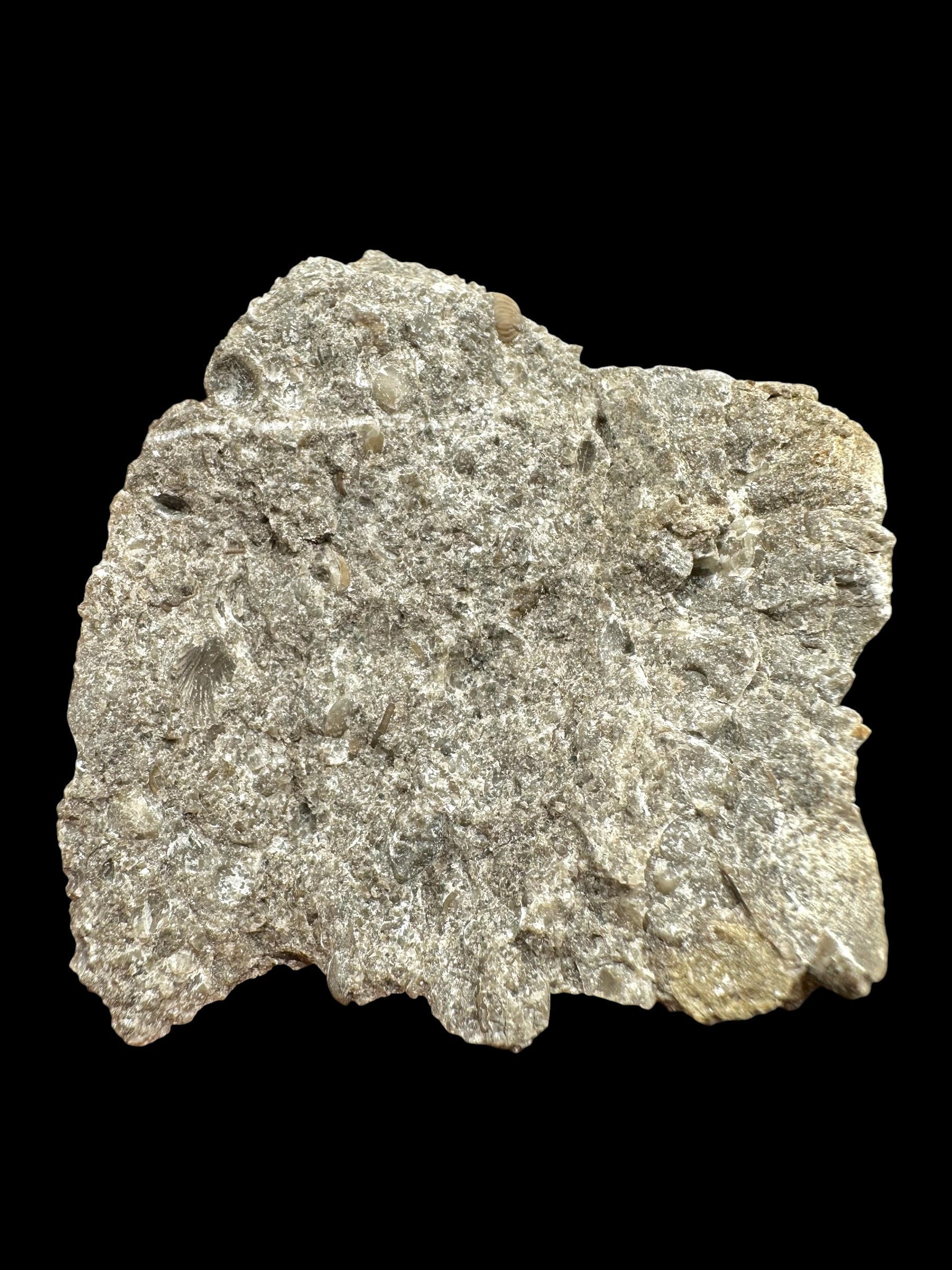 Trilobite Encrinuraspis beaumonti + brachiopoda – Kosov Quarry, Czech Republic - TN97