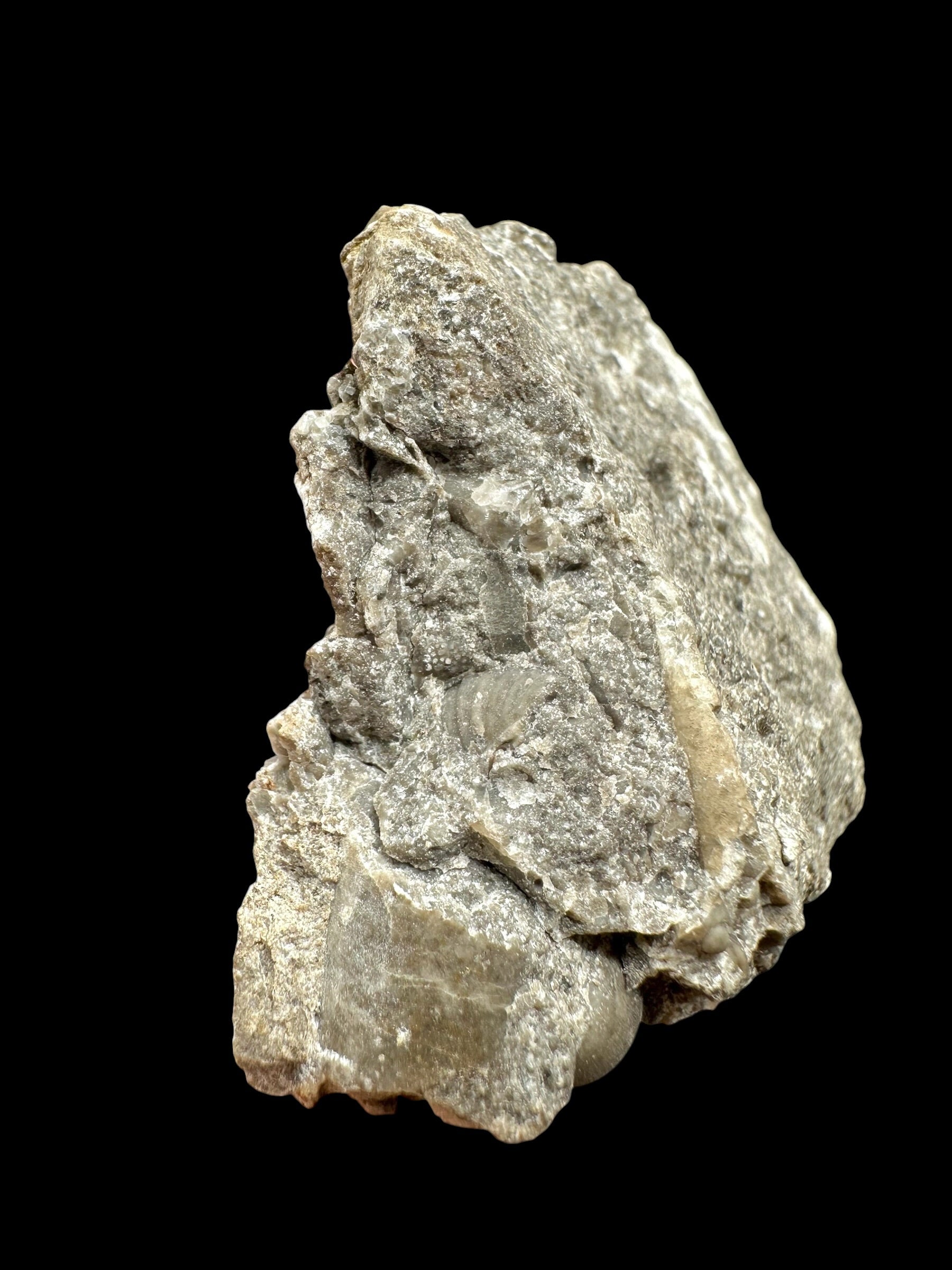 Trilobite Encrinuraspis beaumonti + brachiopoda – Kosov Quarry, Czech Republic - TN97