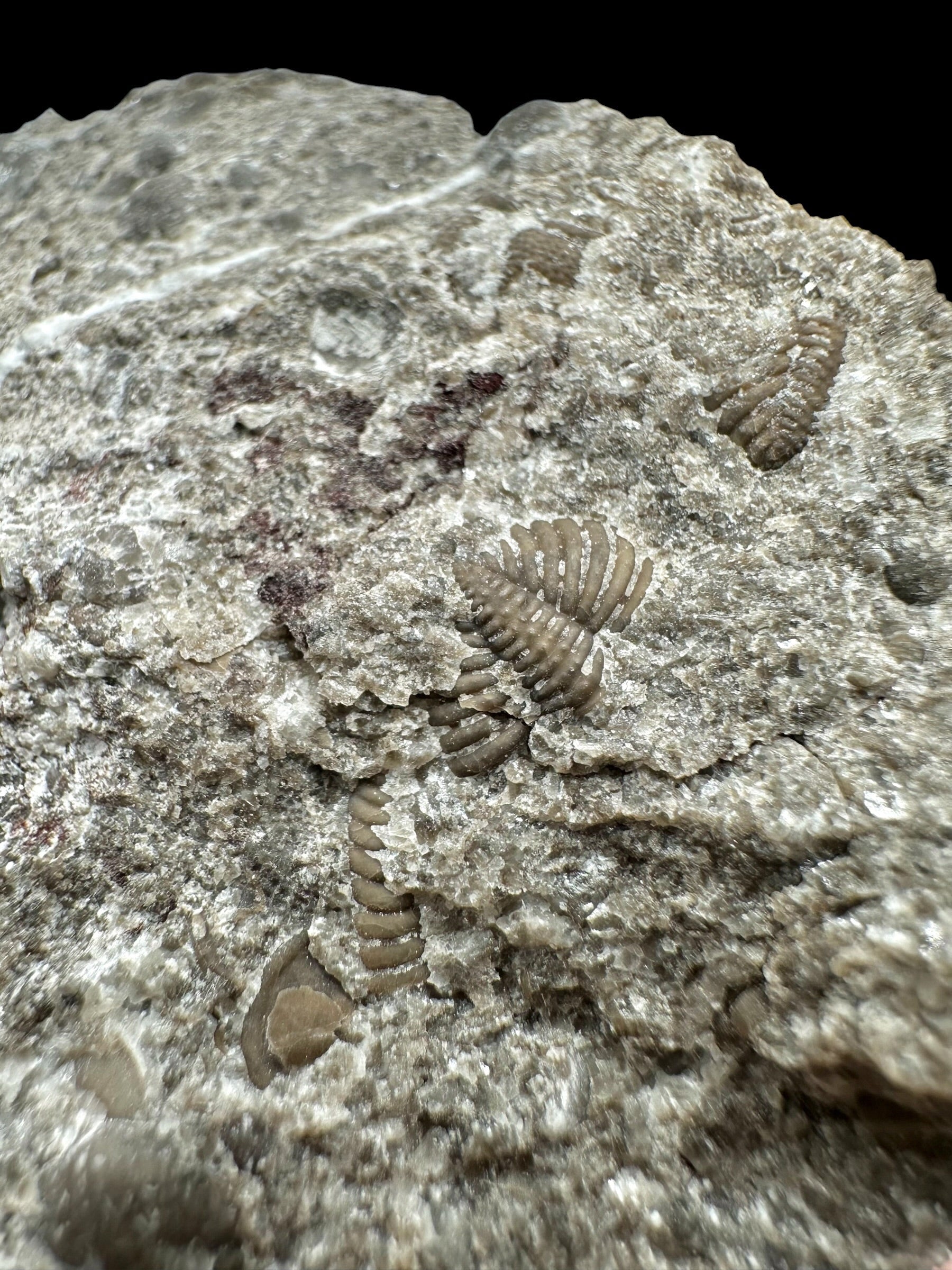 Trilobite Encrinuraspis beaumonti + brachiopoda – Kosov Quarry, Czech Republic - TN97