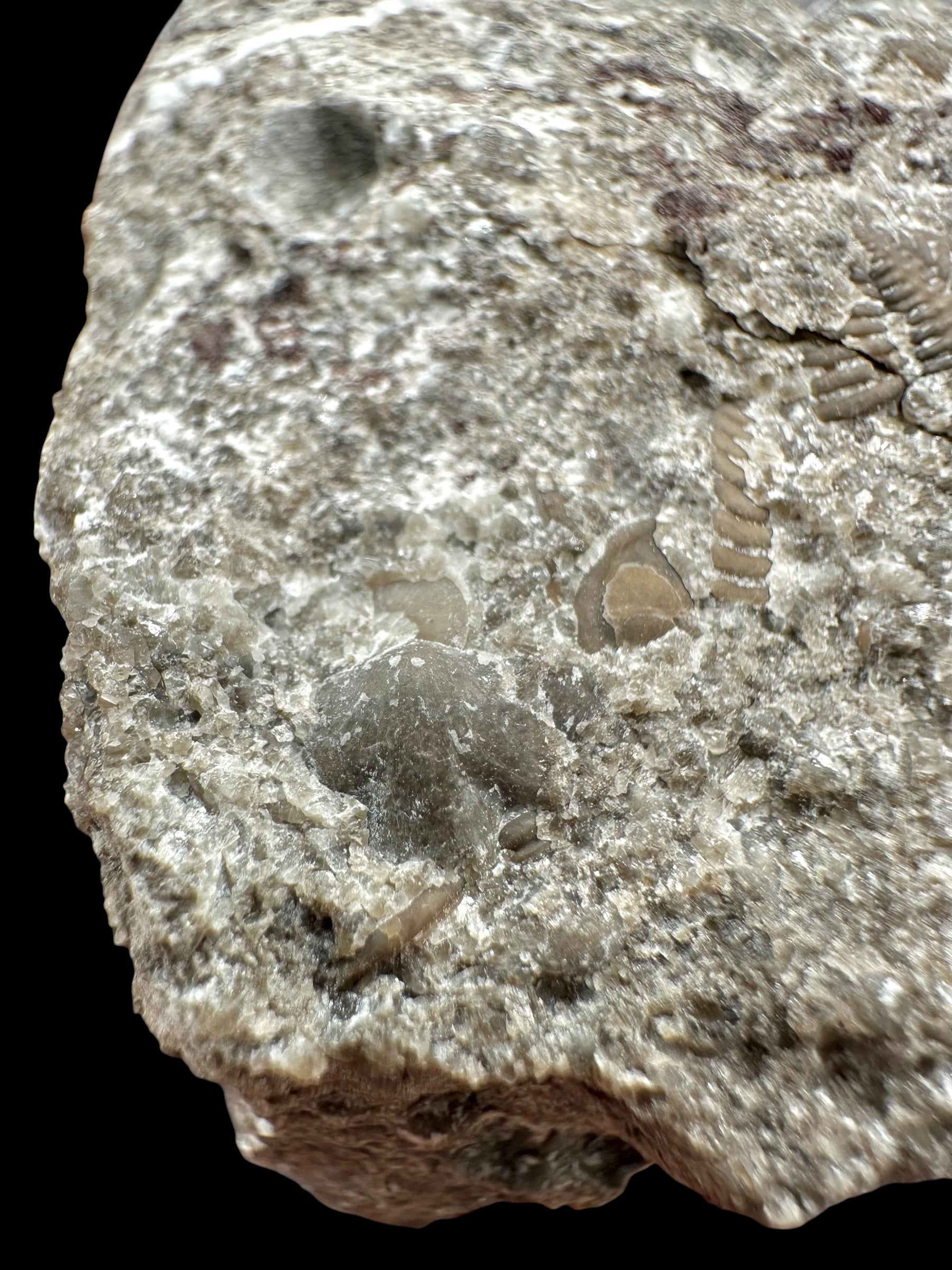 Trilobite Encrinuraspis beaumonti + brachiopoda – Kosov Quarry, Czech Republic - TN97