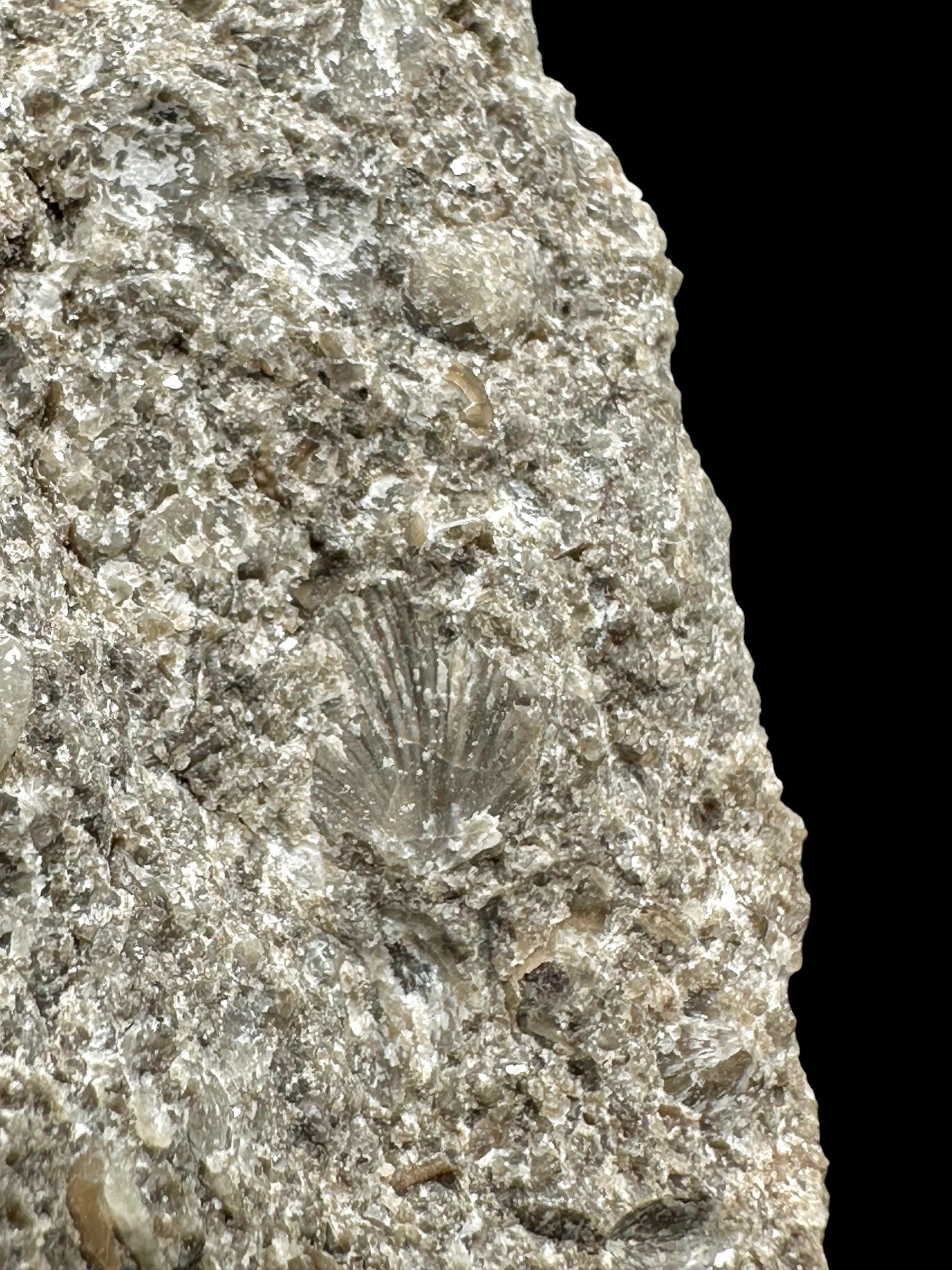 Trilobite Encrinuraspis beaumonti + brachiopoda – Kosov Quarry, Czech Republic - TN97