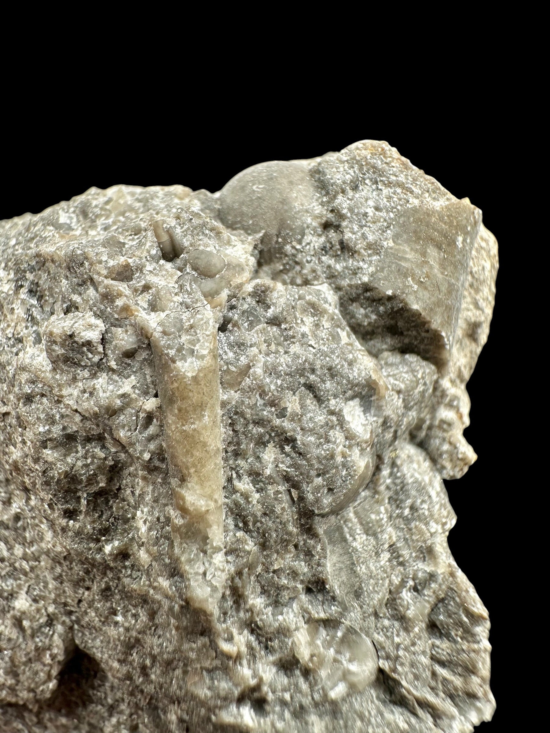 Trilobite Encrinuraspis beaumonti + brachiopoda – Kosov Quarry, Czech Republic - TN97