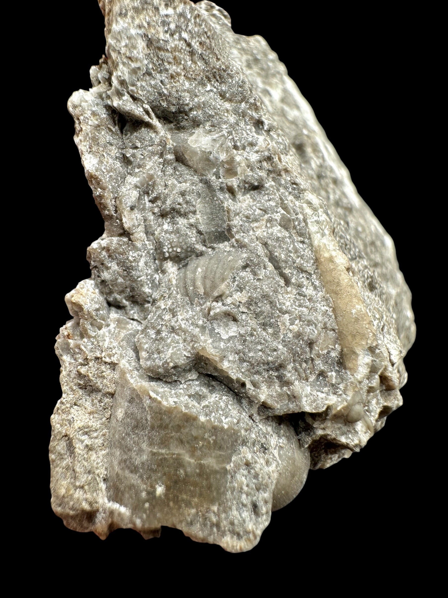 Trilobite Encrinuraspis beaumonti + brachiopoda – Kosov Quarry, Czech Republic - TN97