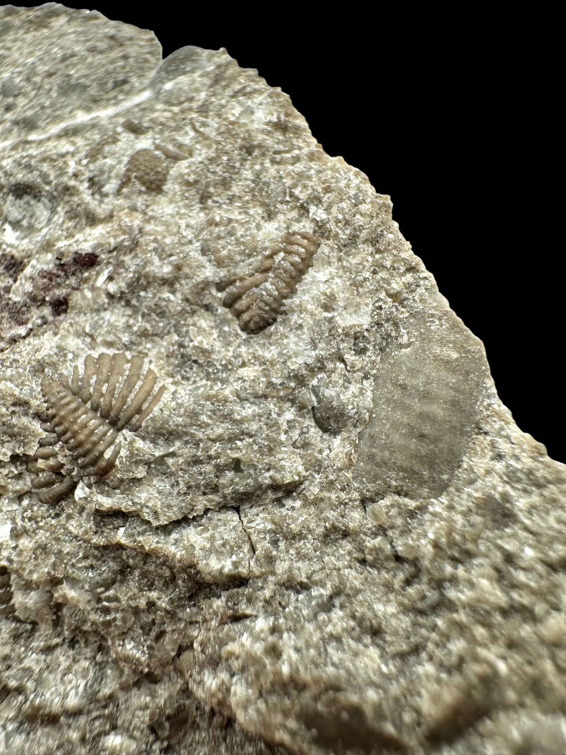 Trilobite Encrinuraspis beaumonti + brachiopoda – Kosov Quarry, Czech Republic - TN97