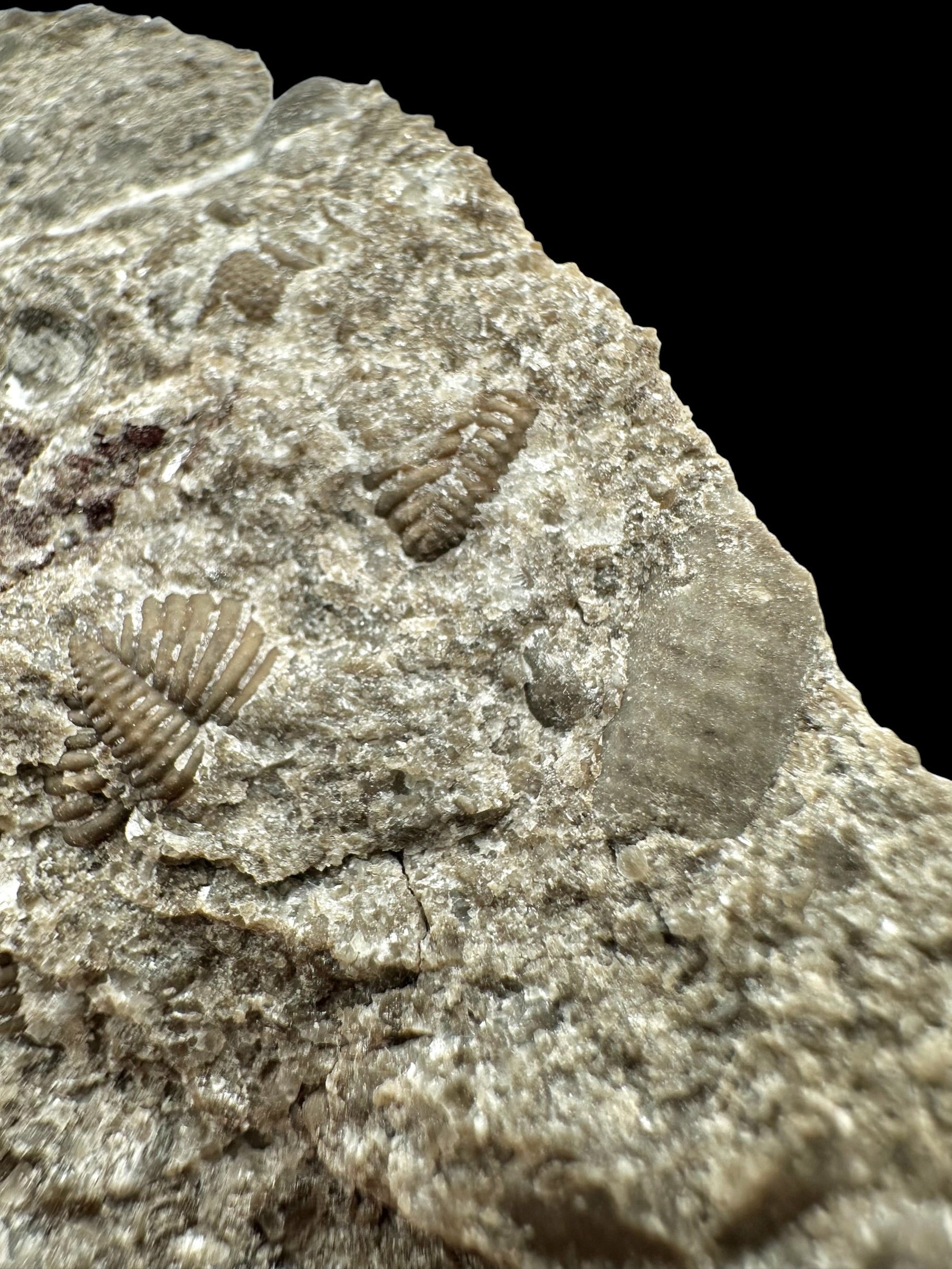 Trilobite Encrinuraspis beaumonti + brachiopoda – Kosov Quarry, Czech Republic
