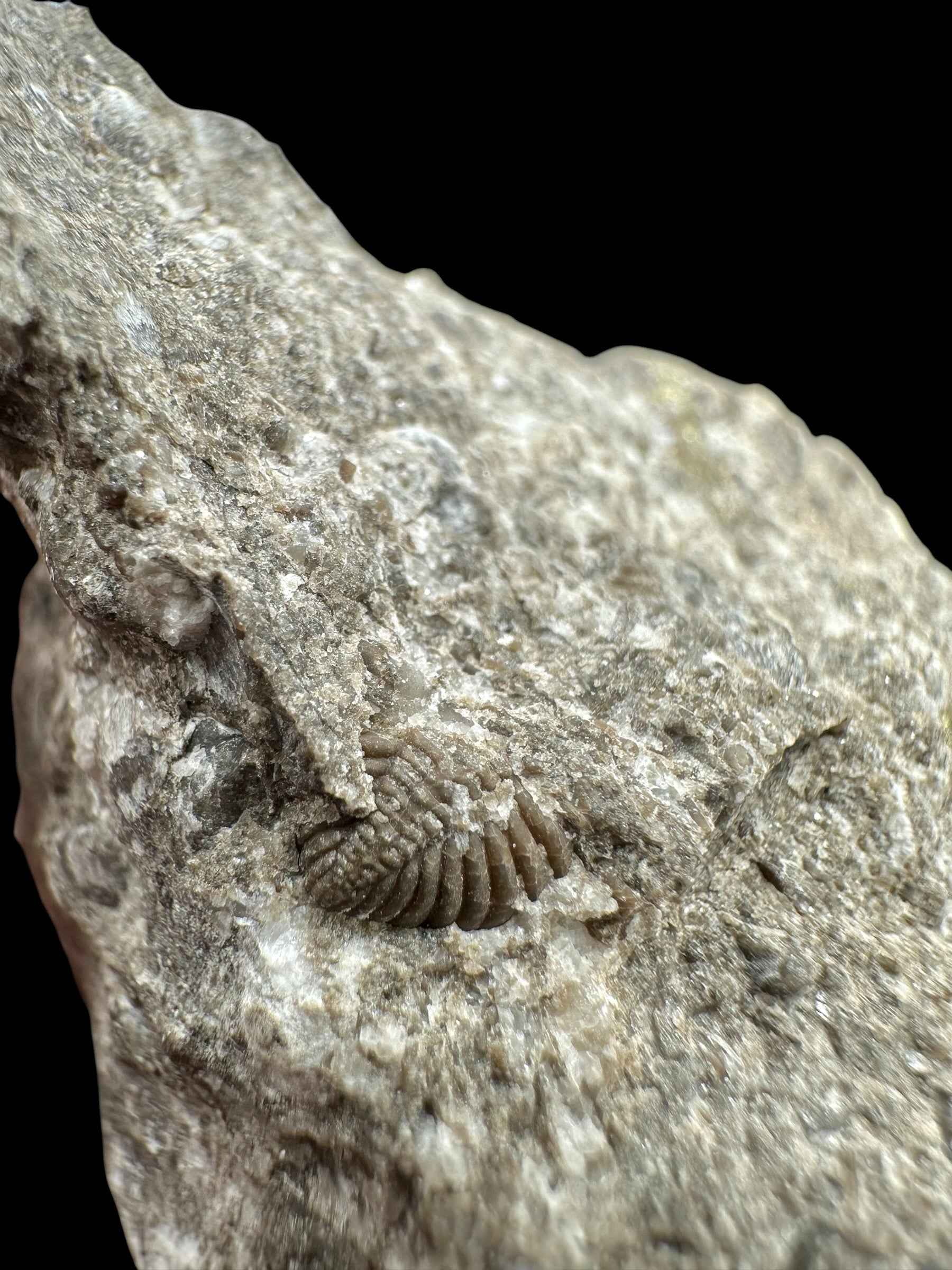 Trilobite Encrinuraspis beaumonti + brachiopoda – Kosov Quarry, Czech Republic - TN98