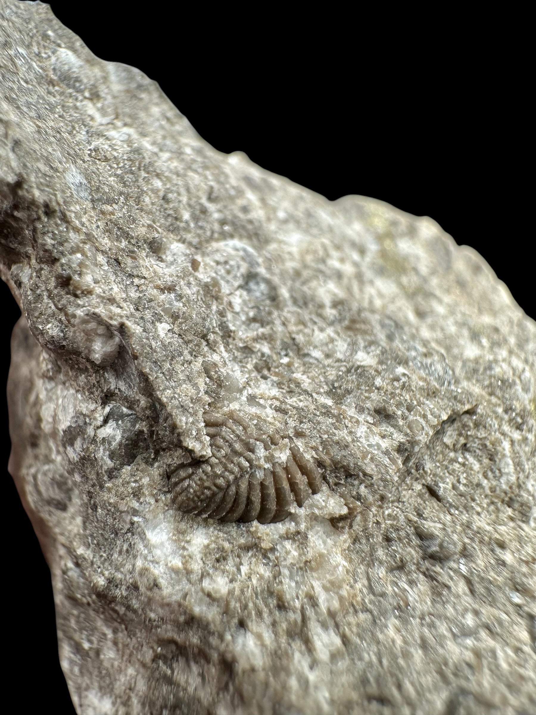 Trilobite Encrinuraspis beaumonti + brachiopoda – Kosov Quarry, Czech Republic - TN98