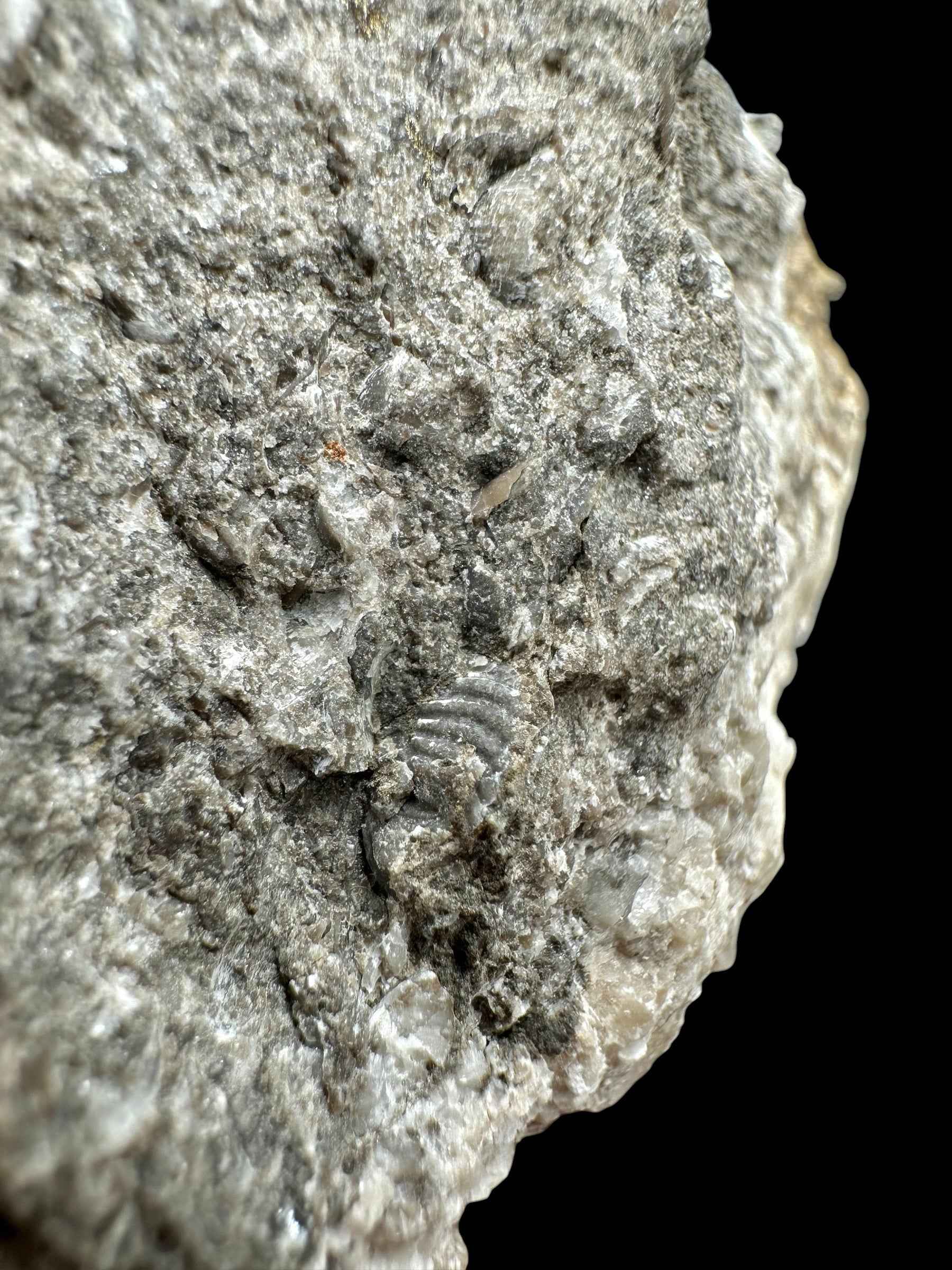Trilobite Encrinuraspis beaumonti + brachiopoda – Kosov Quarry, Czech Republic - TN98