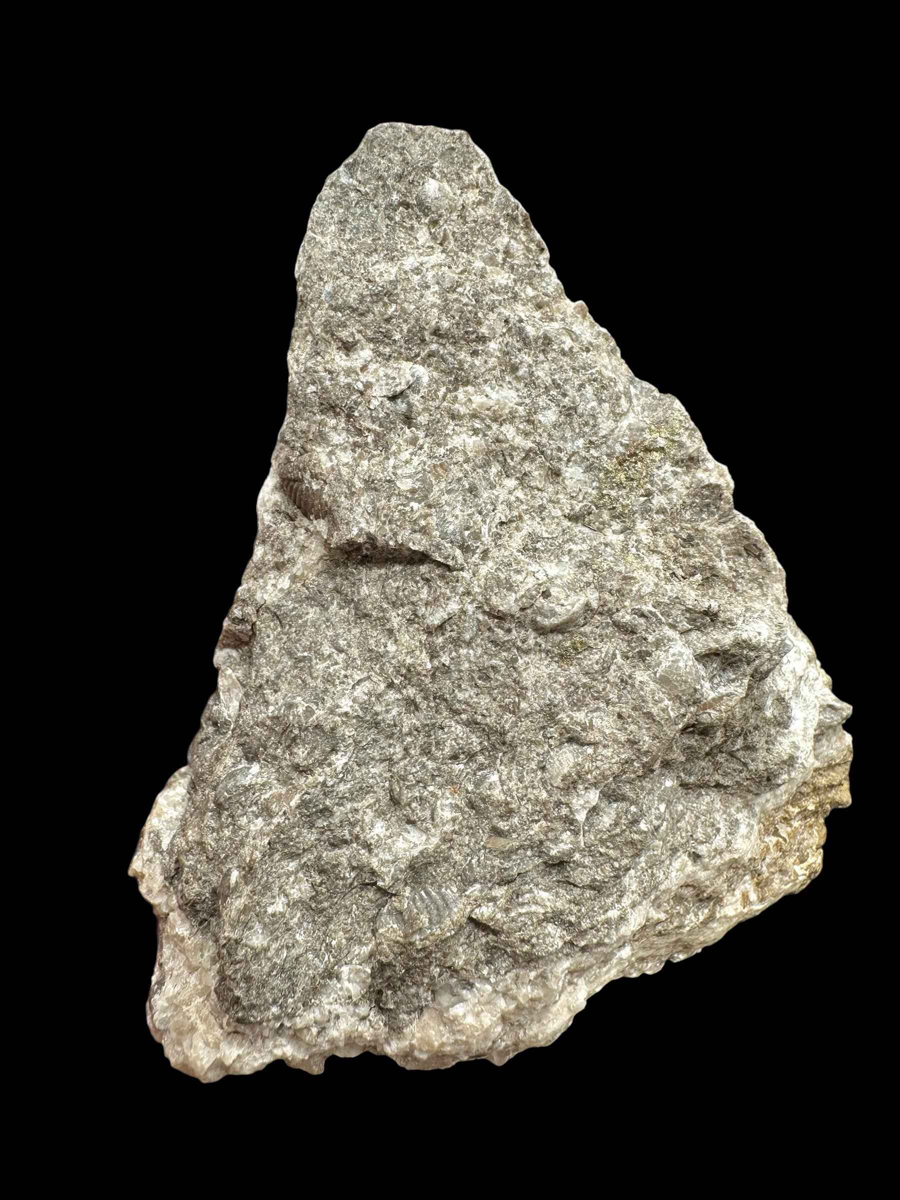 Trilobite Encrinuraspis beaumonti + brachiopoda – Kosov Quarry, Czech Republic - TN98