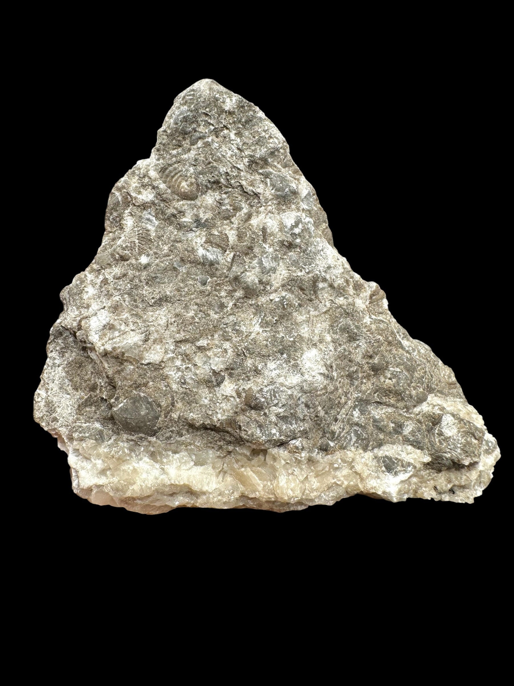 Trilobite Encrinuraspis beaumonti + brachiopoda – Kosov Quarry, Czech Republic - TN98