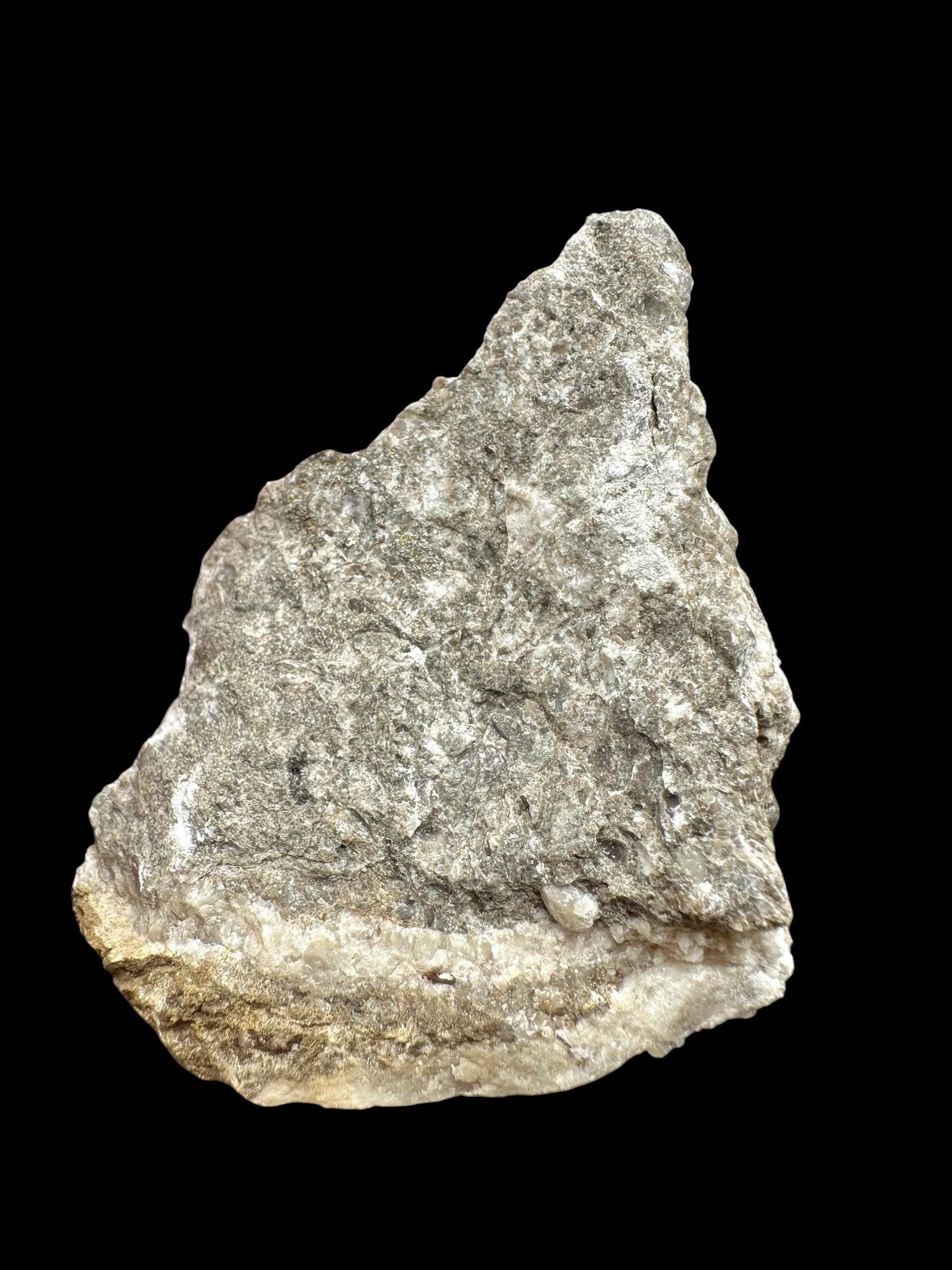 Trilobite Encrinuraspis beaumonti + brachiopoda – Kosov Quarry, Czech Republic - TN98