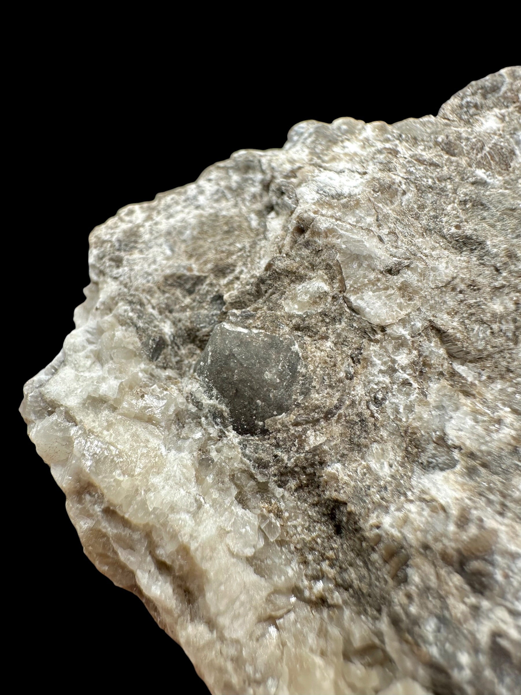 Trilobite Encrinuraspis beaumonti + brachiopoda – Kosov Quarry, Czech Republic - TN98