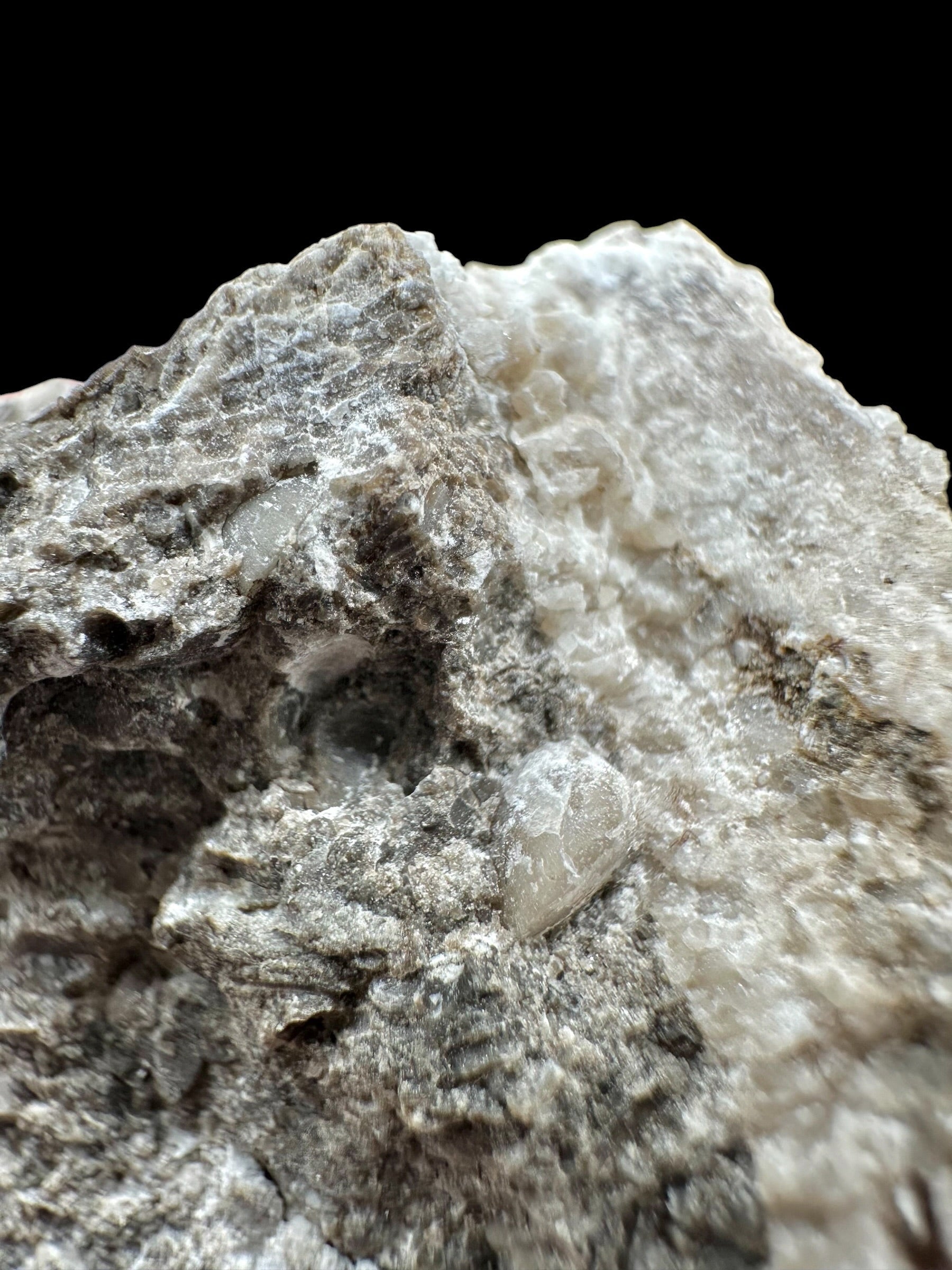 Trilobite Encrinuraspis beaumonti + brachiopoda – Kosov Quarry, Czech Republic - TN98
