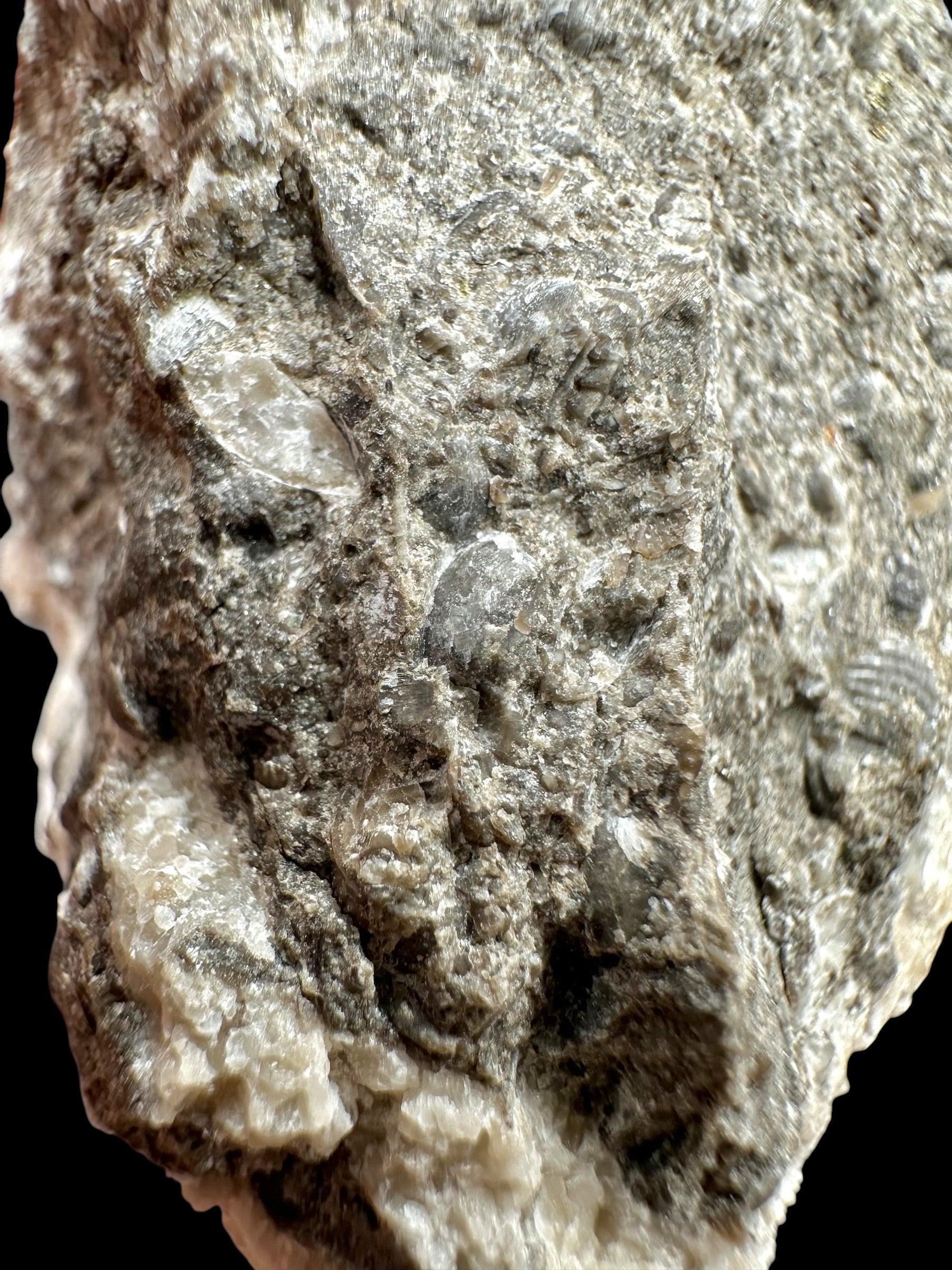 Trilobite Encrinuraspis beaumonti + brachiopoda – Kosov Quarry, Czech Republic - TN98