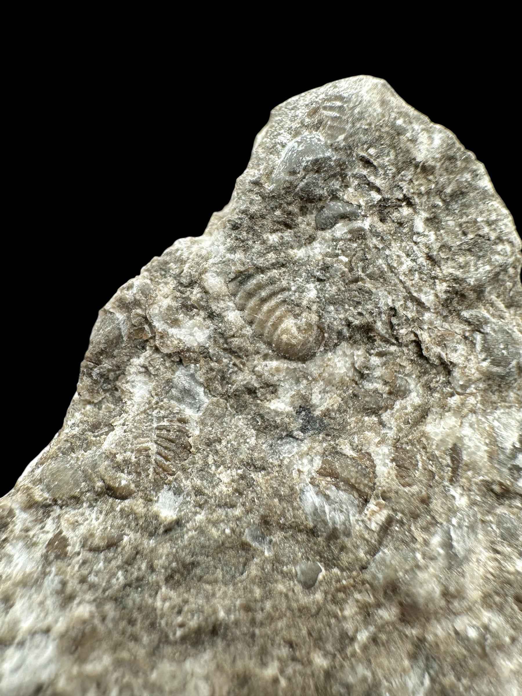 Trilobite Encrinuraspis beaumonti + brachiopoda – Kosov Quarry, Czech Republic - TN98
