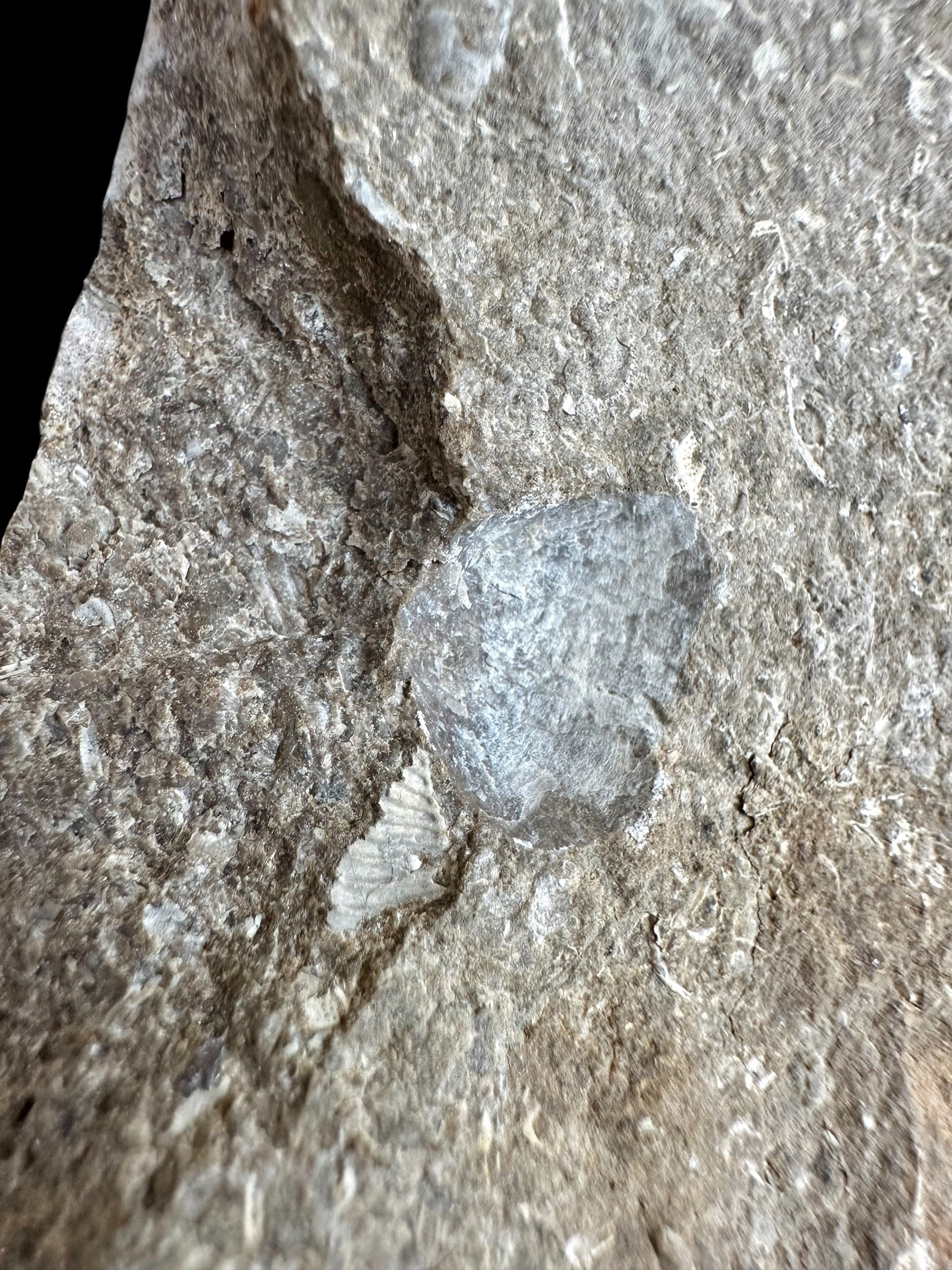 Trilobite Encrinuraspis beaumonti + brachiopoda – Kosov Quarry, Czech Republic - TN100