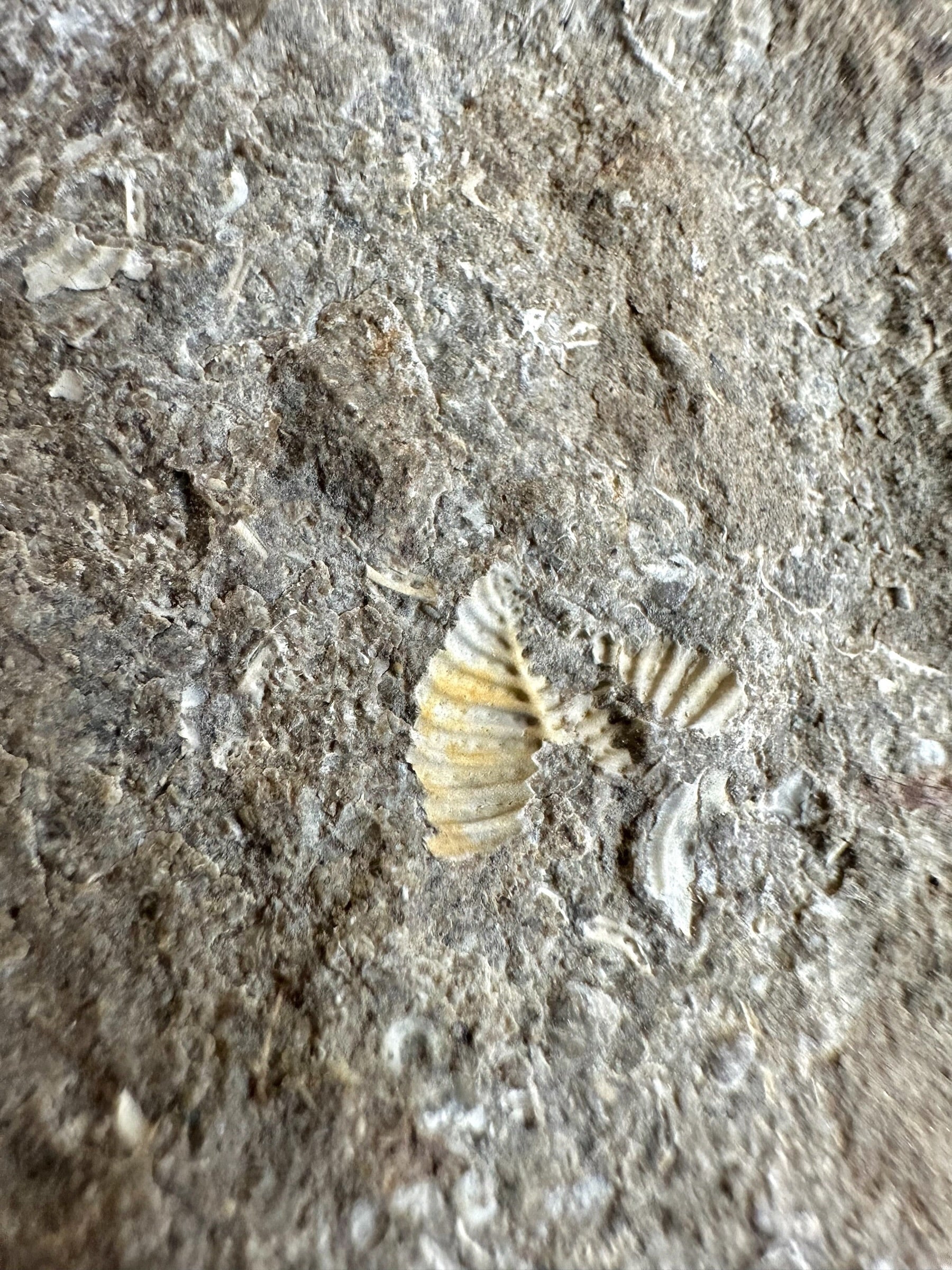 Trilobite Encrinuraspis beaumonti + brachiopoda – Kosov Quarry, Czech Republic - TN100
