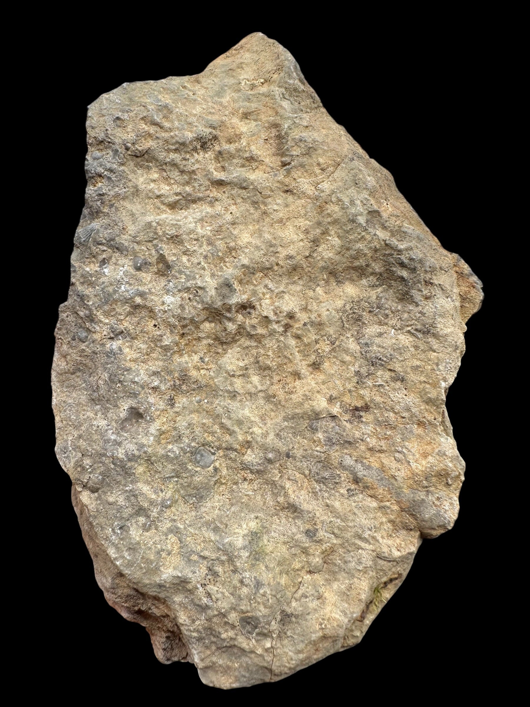 Trilobite Encrinuraspis beaumonti + brachiopoda – Kosov Quarry, Czech Republic - TN100