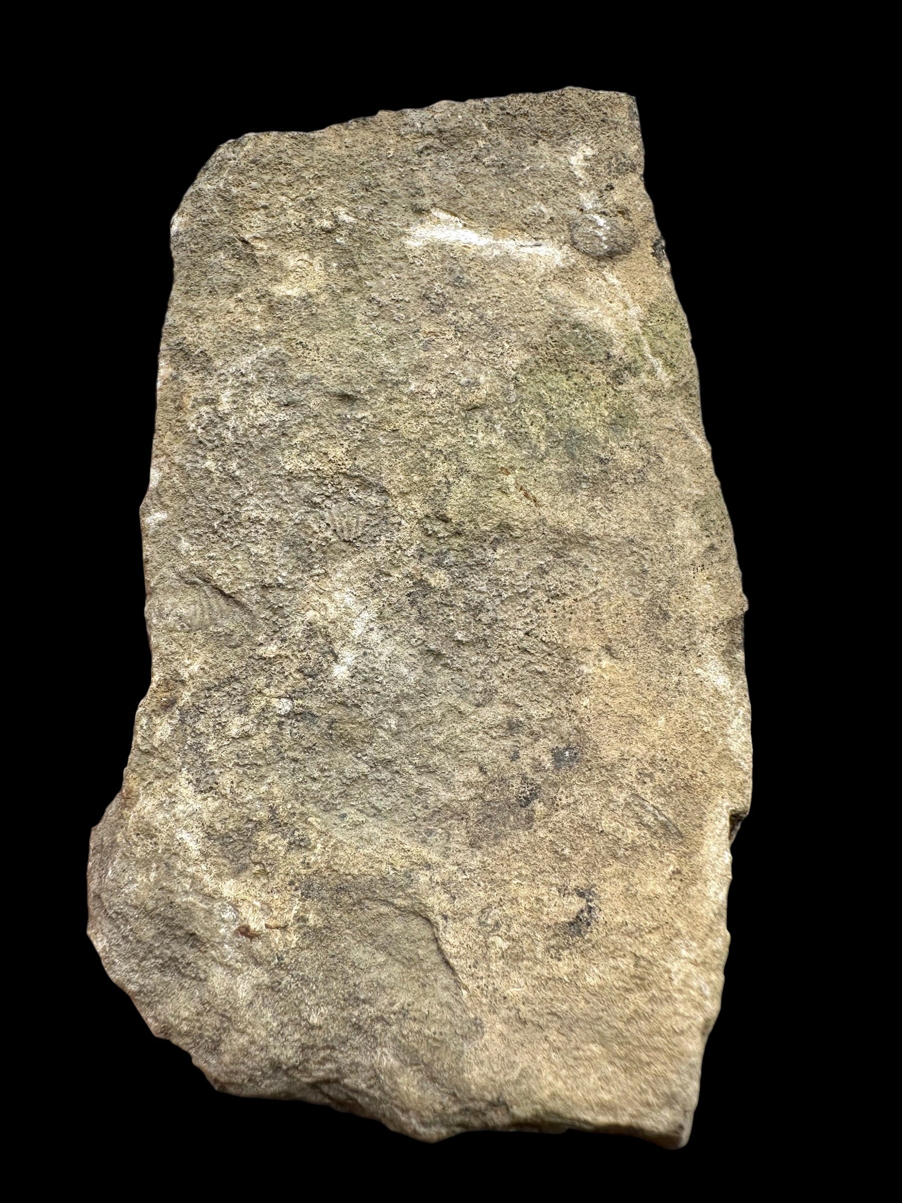 Trilobite Encrinuraspis beaumonti + brachiopoda – Kosov Quarry, Czech Republic - TN100