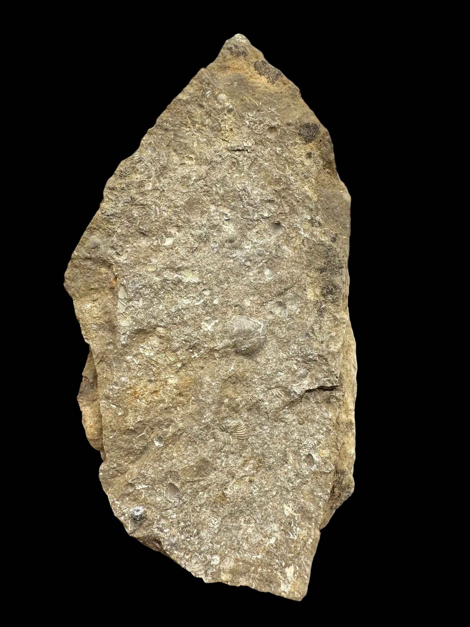 Trilobite Encrinuraspis beaumonti + brachiopoda – Kosov Quarry, Czech Republic - TN100