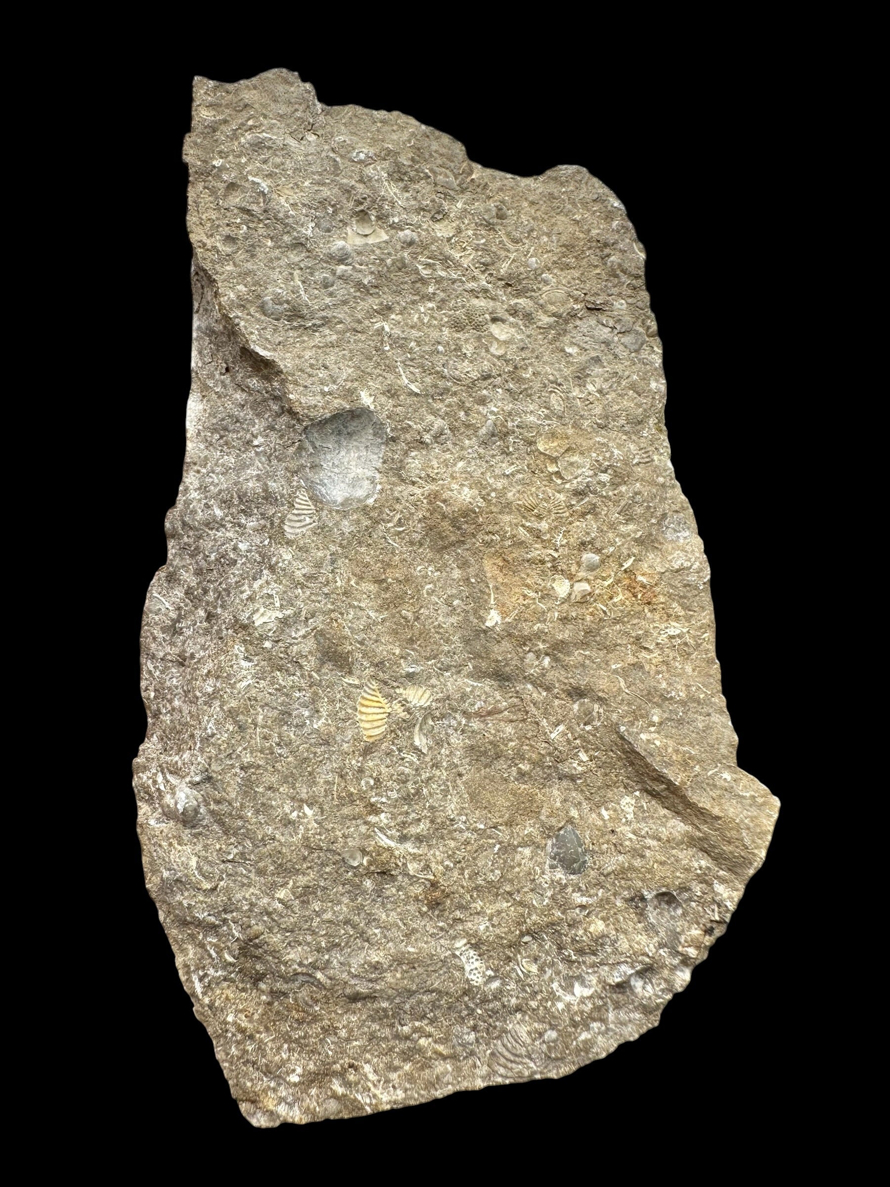 Trilobite Encrinuraspis beaumonti + brachiopoda – Kosov Quarry, Czech Republic - TN100