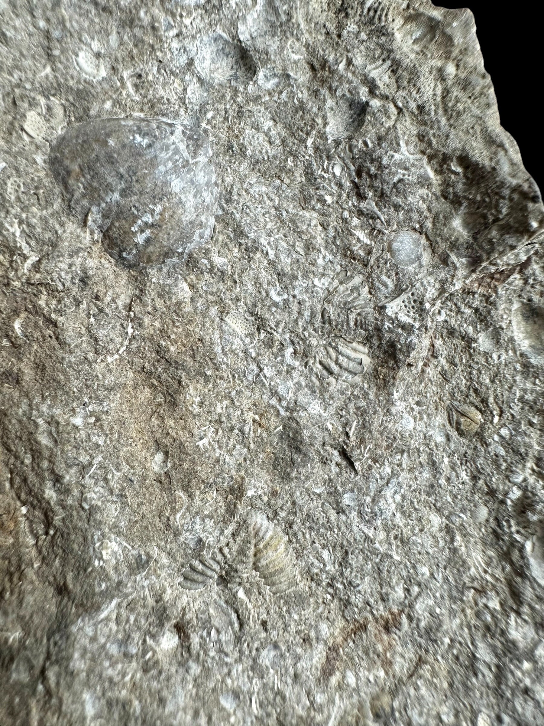 Trilobite Encrinuraspis beaumonti + brachiopoda – Kosov Quarry, Czech Republic - TN100
