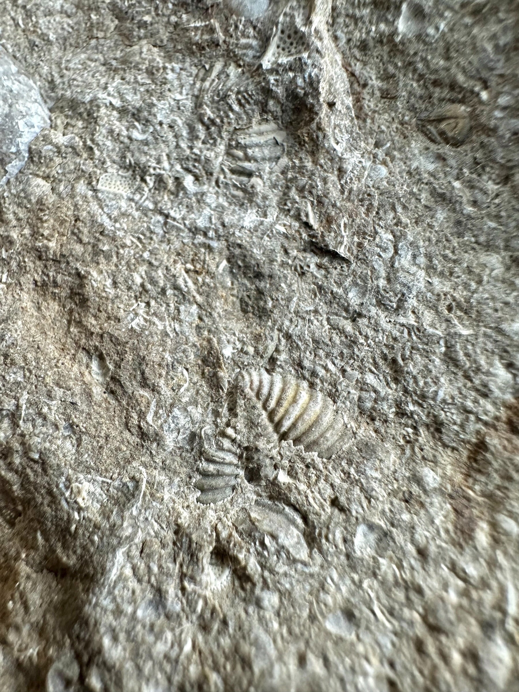 Trilobite Encrinuraspis beaumonti + brachiopoda – Kosov Quarry, Czech Republic - TN100
