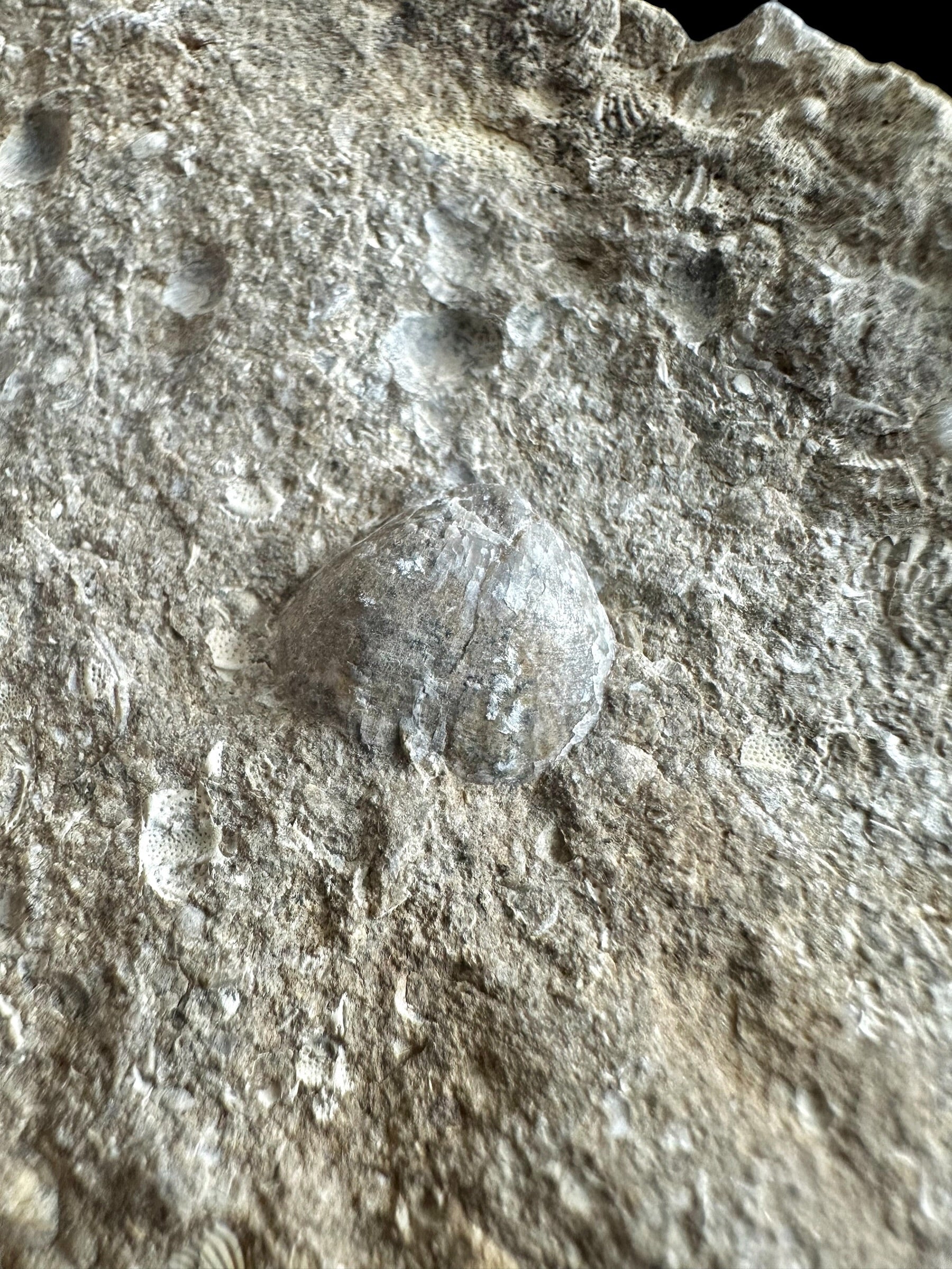 Trilobite Encrinuraspis beaumonti + brachiopoda – Kosov Quarry, Czech Republic - TN100