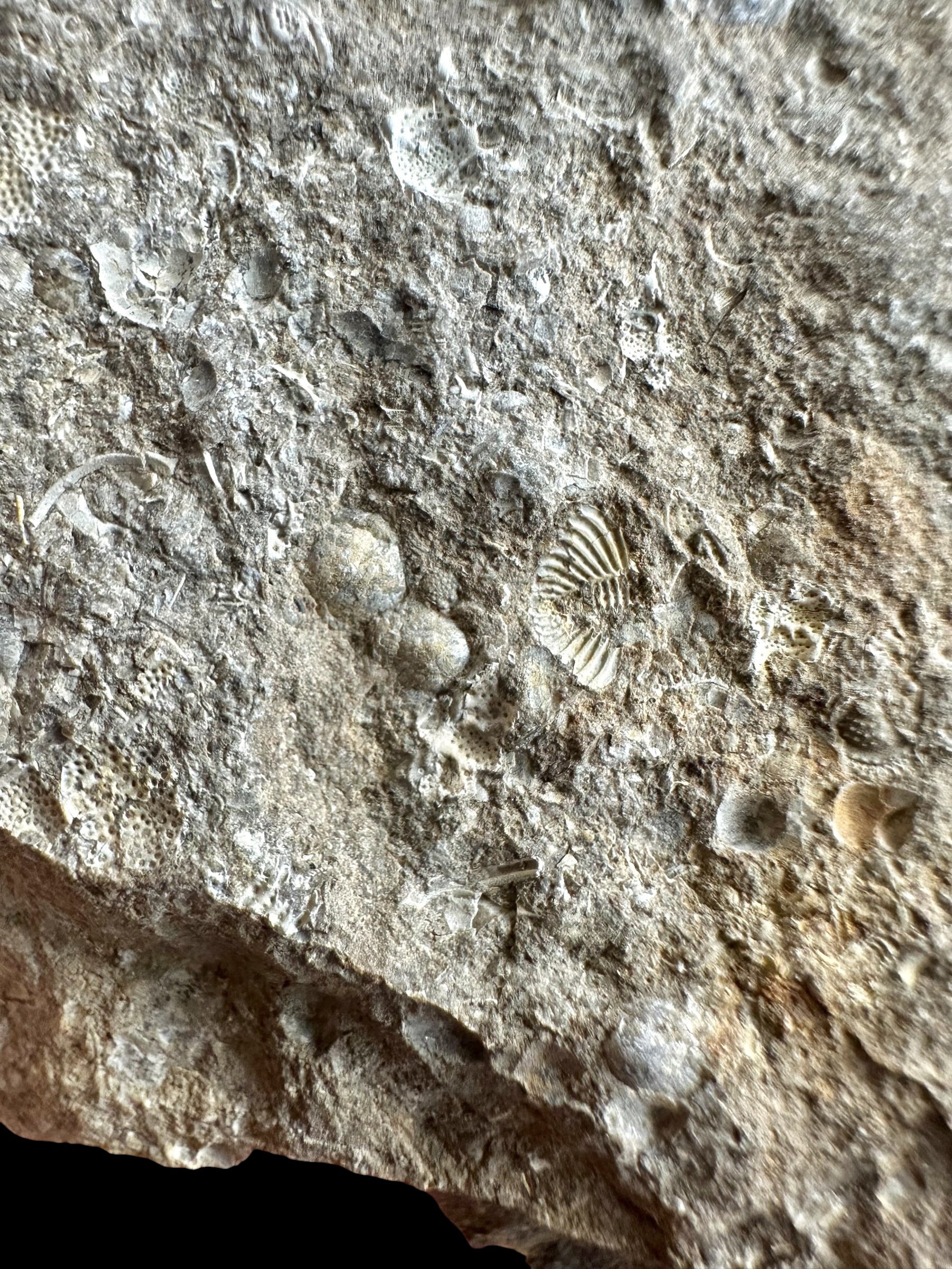 Trilobite Encrinuraspis beaumonti + brachiopoda – Kosov Quarry, Czech Republic - TN100