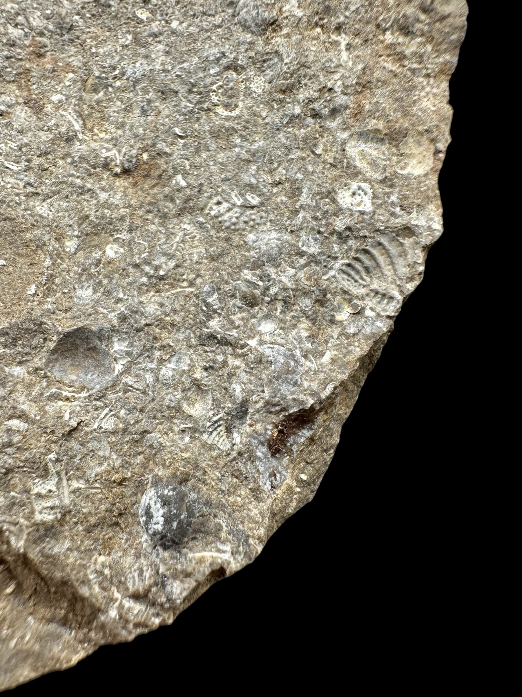 Trilobite Encrinuraspis beaumonti + brachiopoda – Kosov Quarry, Czech Republic - TN100