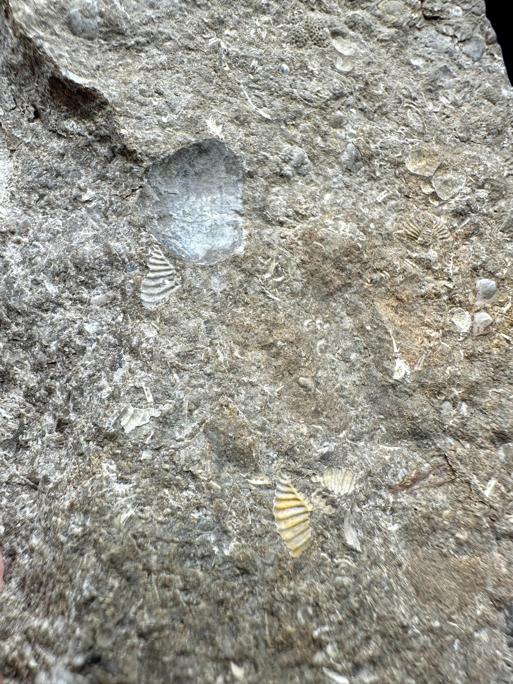 Trilobite Encrinuraspis beaumonti + brachiopoda – Kosov Quarry, Czech Republic - TN100