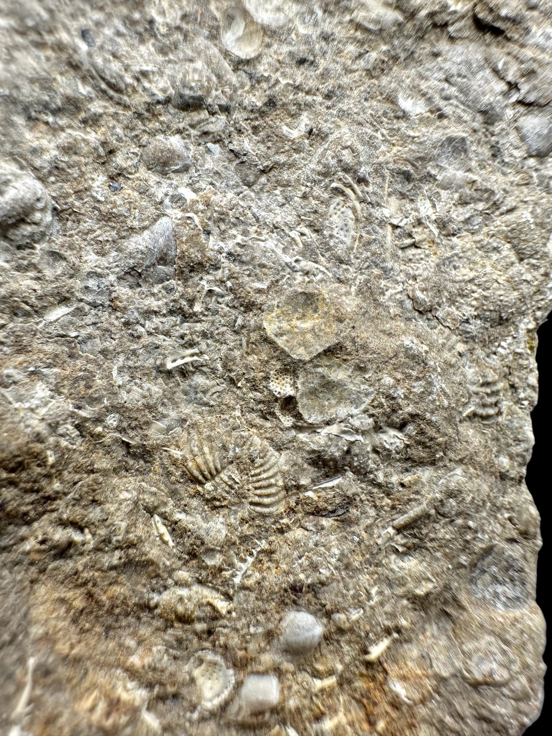 Trilobite Encrinuraspis beaumonti + brachiopoda – Kosov Quarry, Czech Republic - TN100