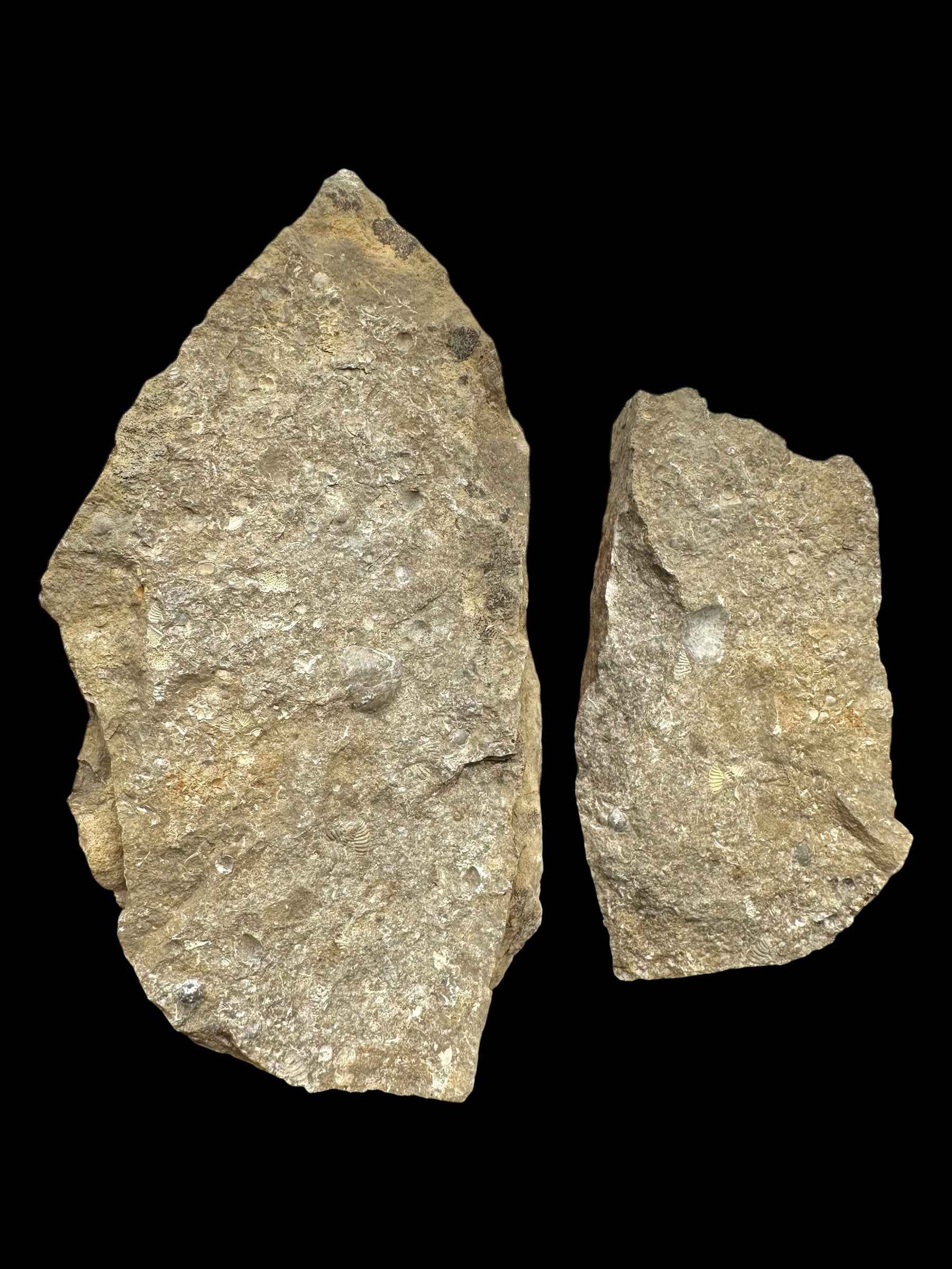 Trilobite Encrinuraspis beaumonti + brachiopoda – Kosov Quarry, Czech Republic - TN100