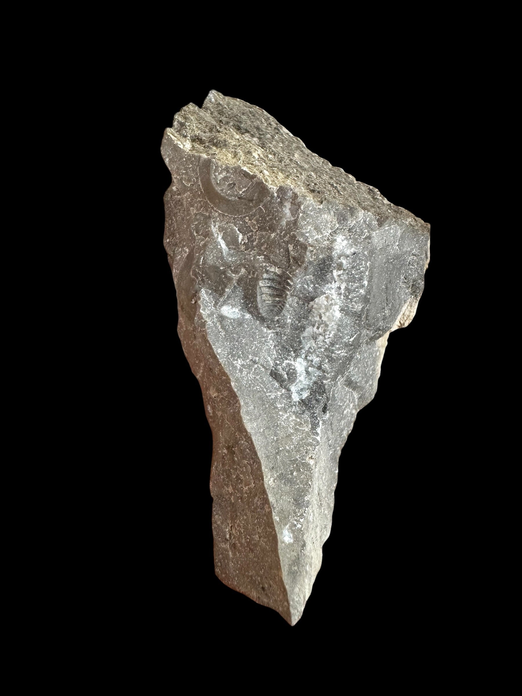 Trilobite Bohemoharpes ungula – Kosov Quarry, Czech Republic - TN102