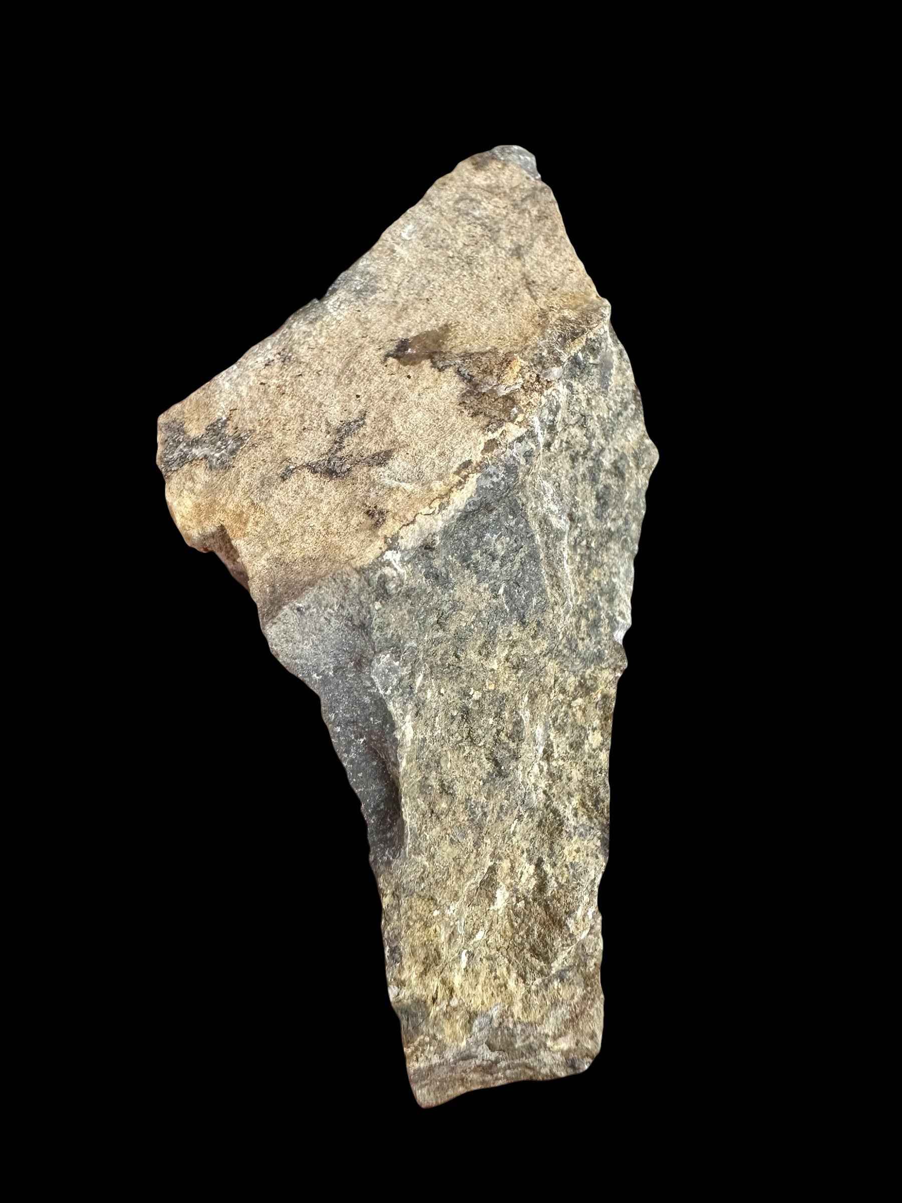 Trilobite Bohemoharpes ungula – Kosov Quarry, Czech Republic - TN102
