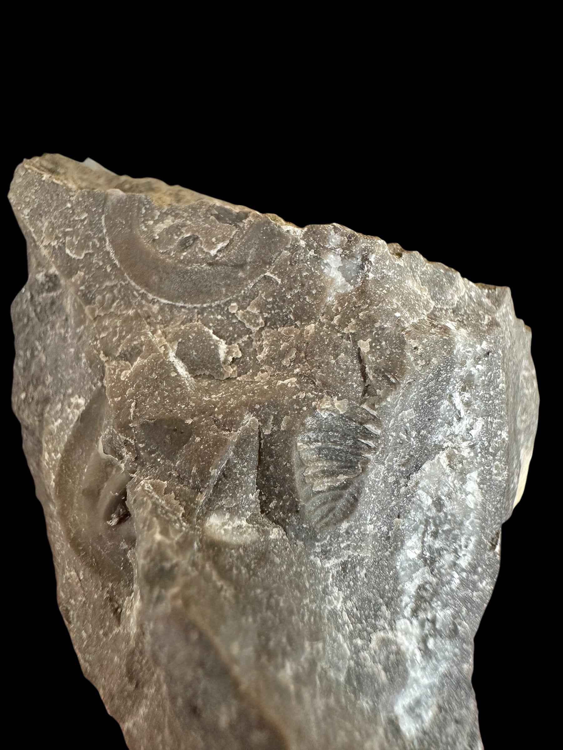 Trilobite Bohemoharpes ungula – Kosov Quarry, Czech Republic - TN102