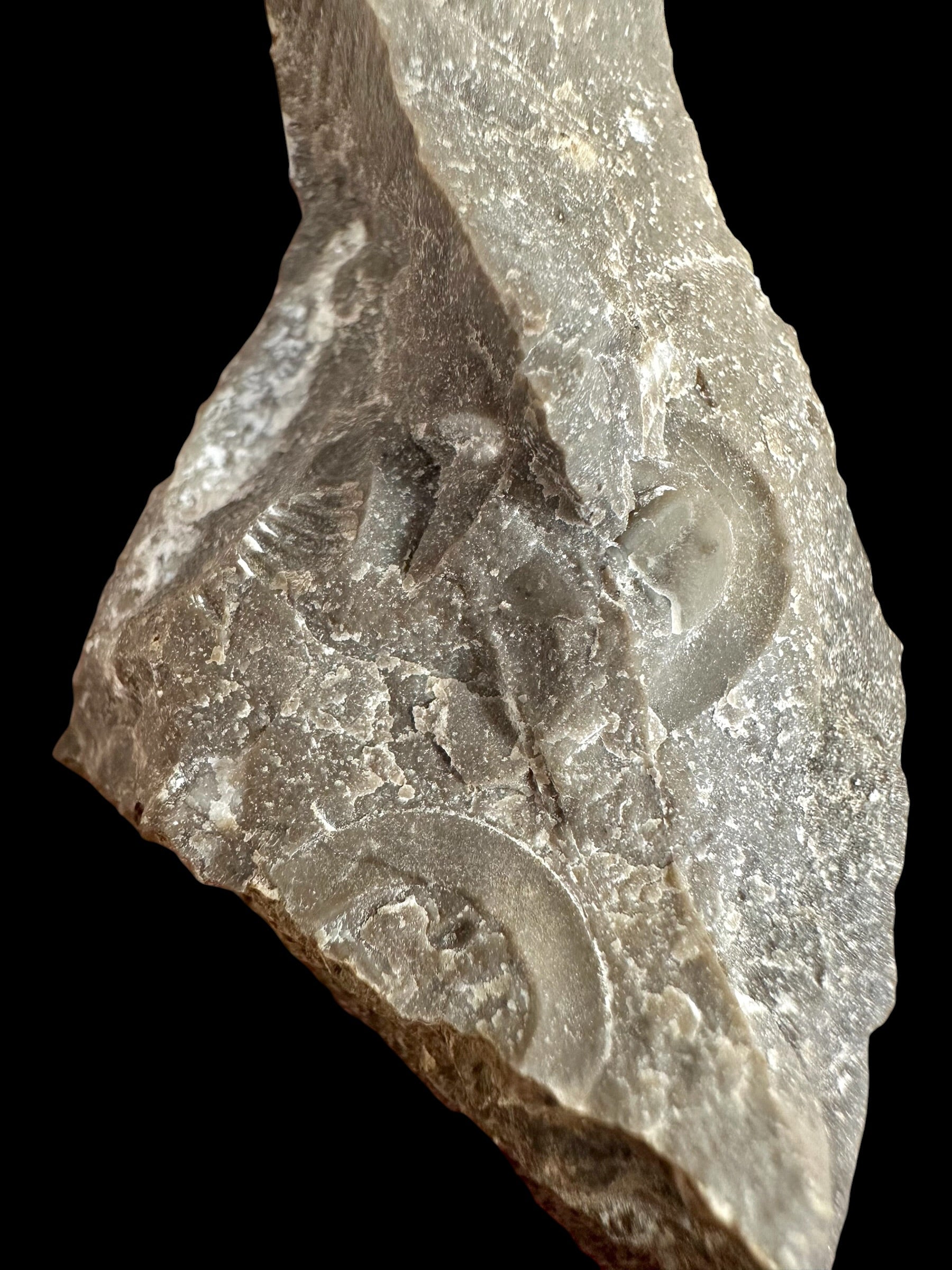 Trilobite Bohemoharpes ungula – Kosov Quarry, Czech Republic - TN102
