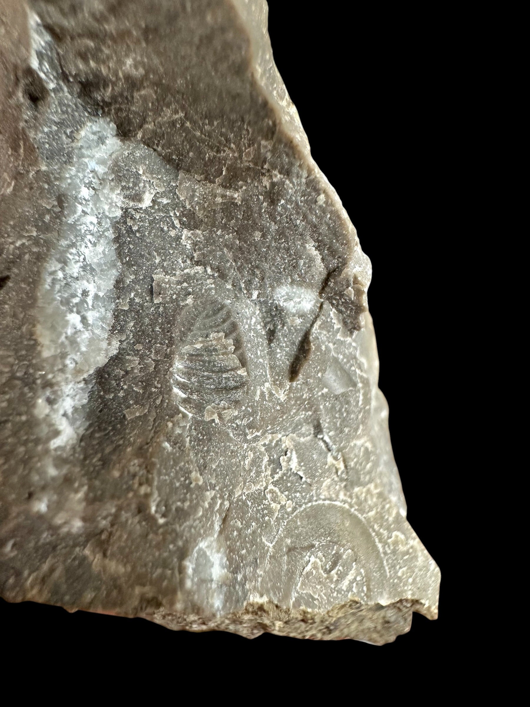Trilobite Bohemoharpes ungula – Kosov Quarry, Czech Republic - TN102
