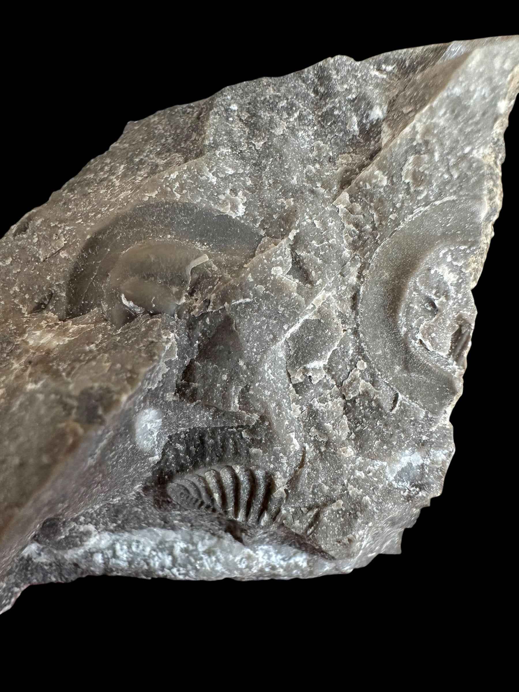 Trilobite Bohemoharpes ungula – Kosov Quarry, Czech Republic - TN102