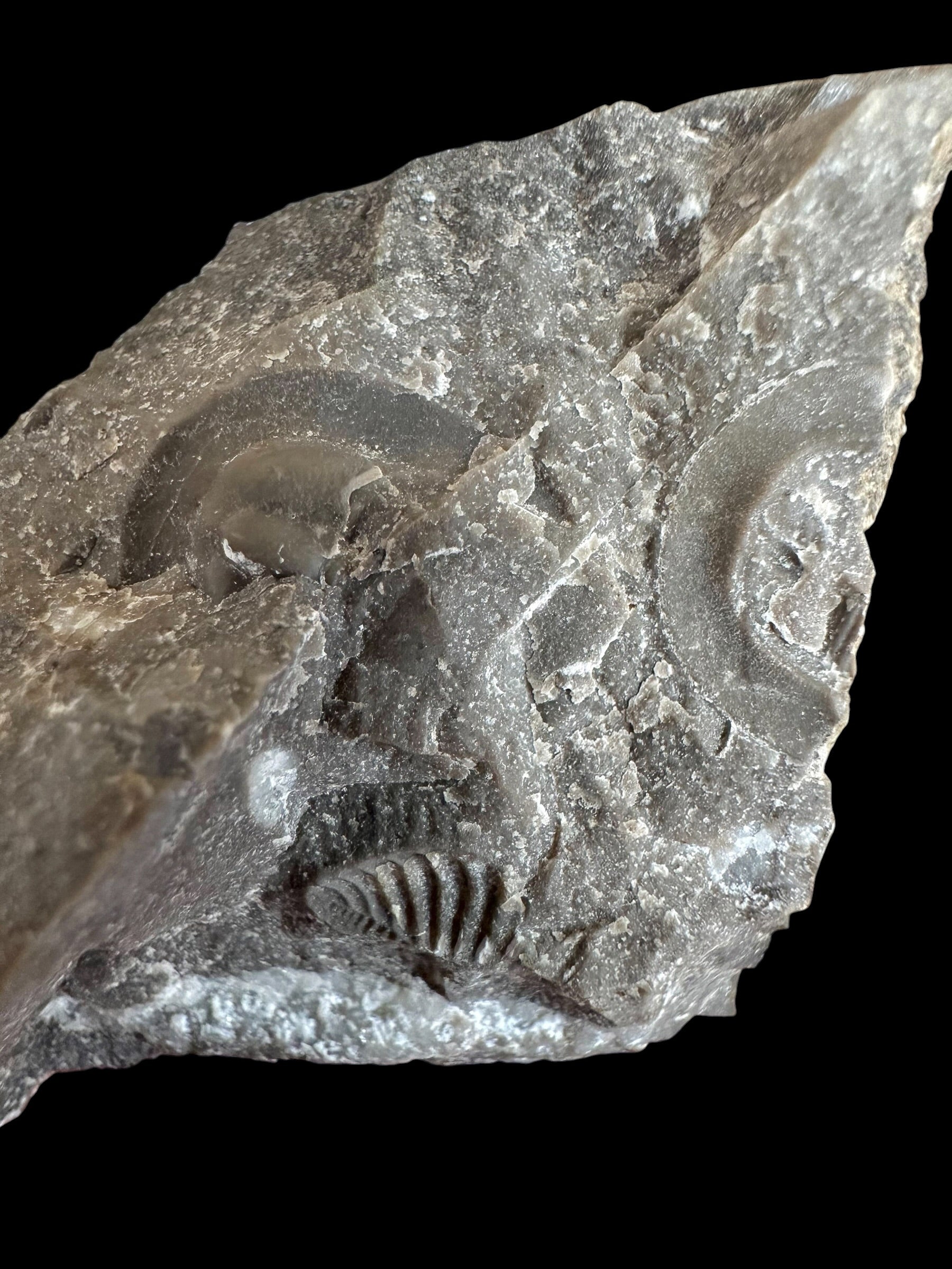 Trilobite Bohemoharpes ungula – Kosov Quarry, Czech Republic - TN102