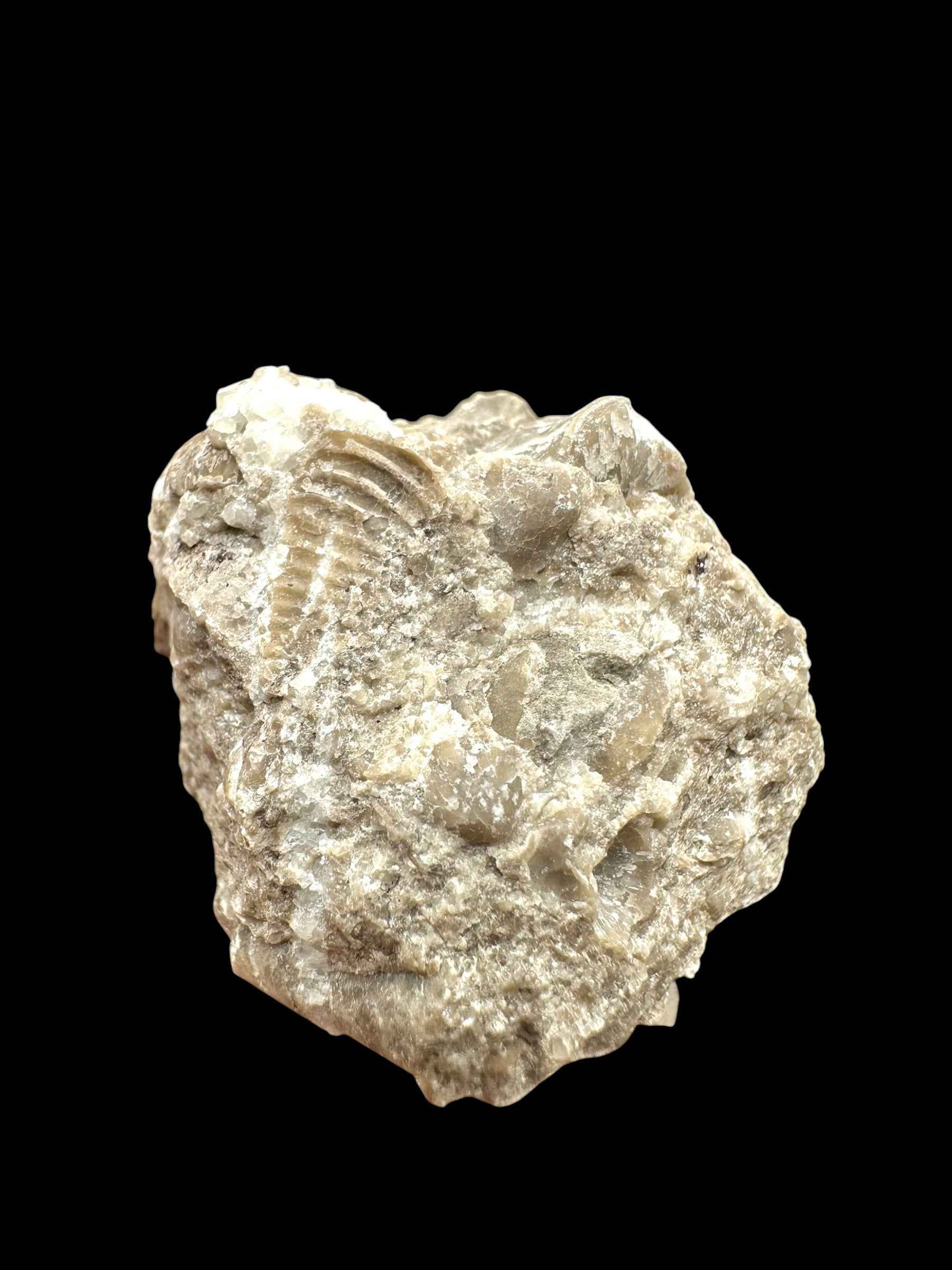 Trilobite Encrinuraspis beaumonti + brachiopoda Hircinisca megaera – Kosov Quarry, Czech Republic - TN103