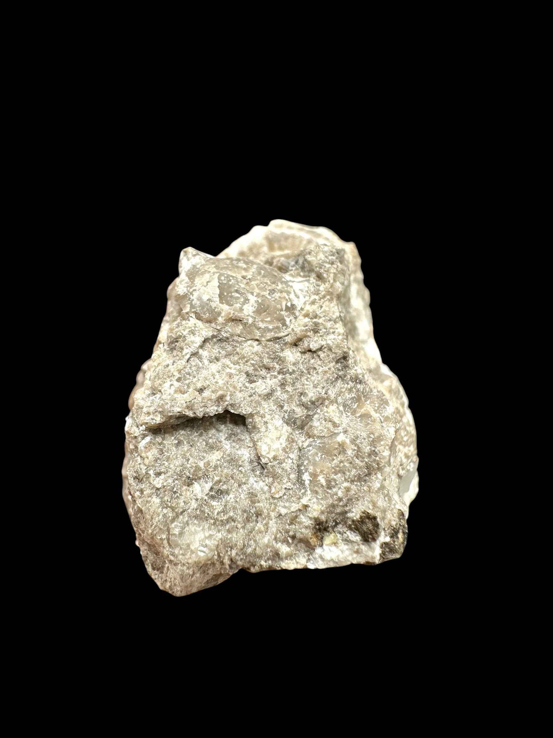Trilobite Encrinuraspis beaumonti + brachiopoda Hircinisca megaera – Kosov Quarry, Czech Republic - TN103