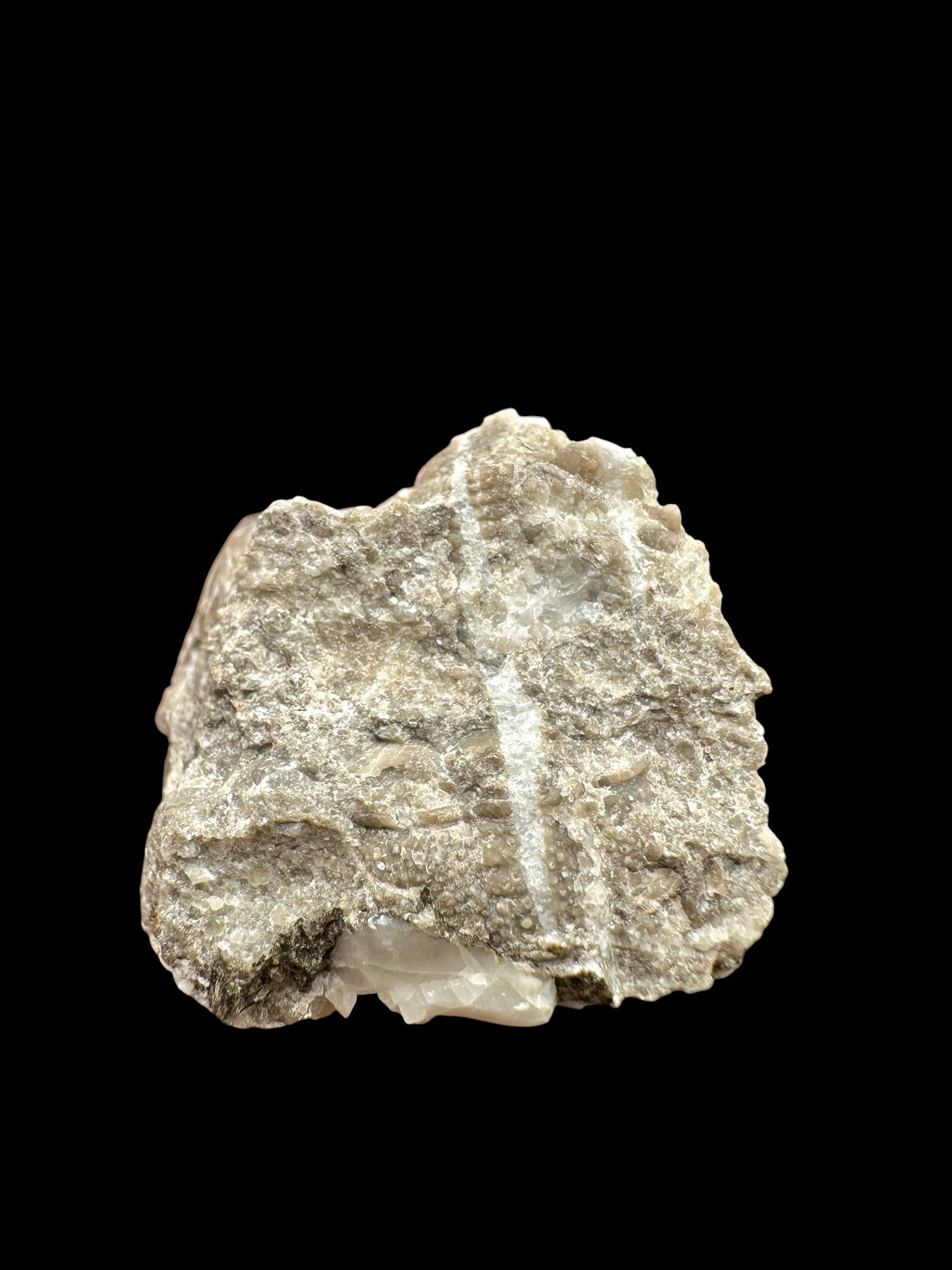 Trilobite Encrinuraspis beaumonti + brachiopoda Hircinisca megaera – Kosov Quarry, Czech Republic - TN103