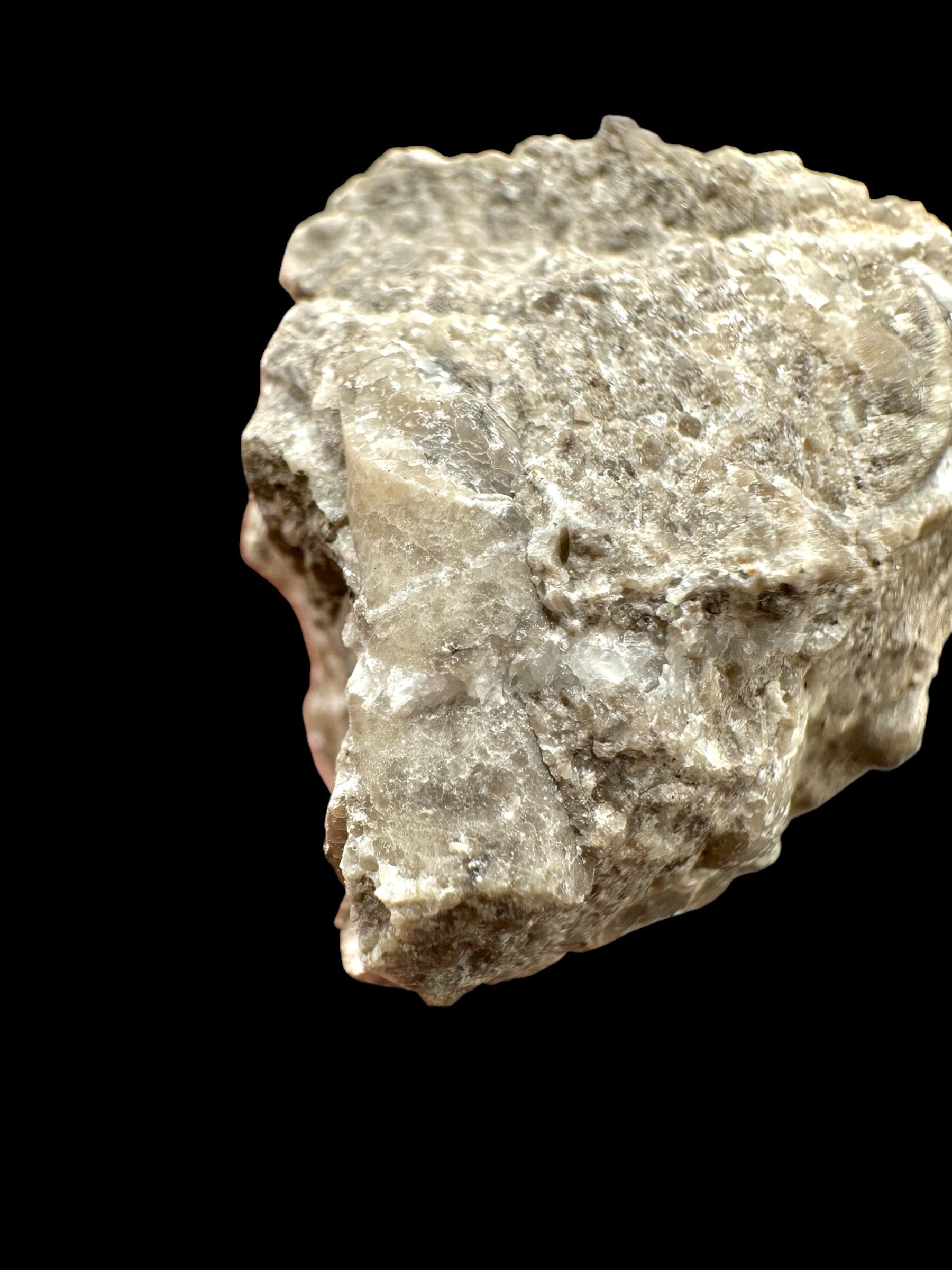 Trilobite Encrinuraspis beaumonti + brachiopoda Hircinisca megaera – Kosov Quarry, Czech Republic - TN103