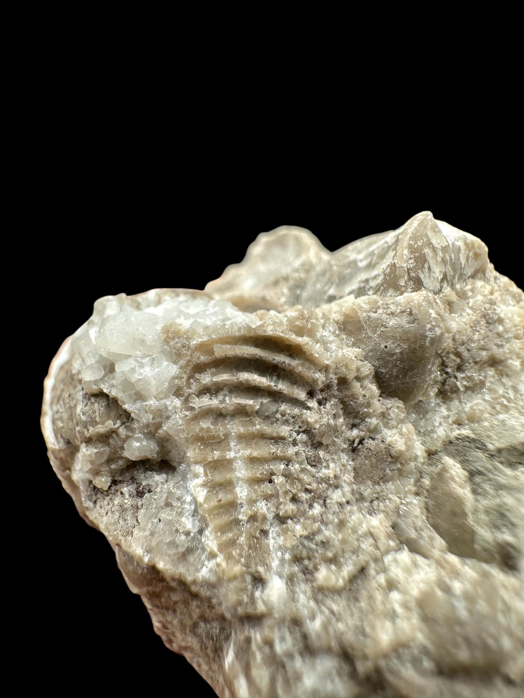Trilobite Encrinuraspis beaumonti + brachiopoda Hircinisca megaera – Kosov Quarry, Czech Republic - TN103