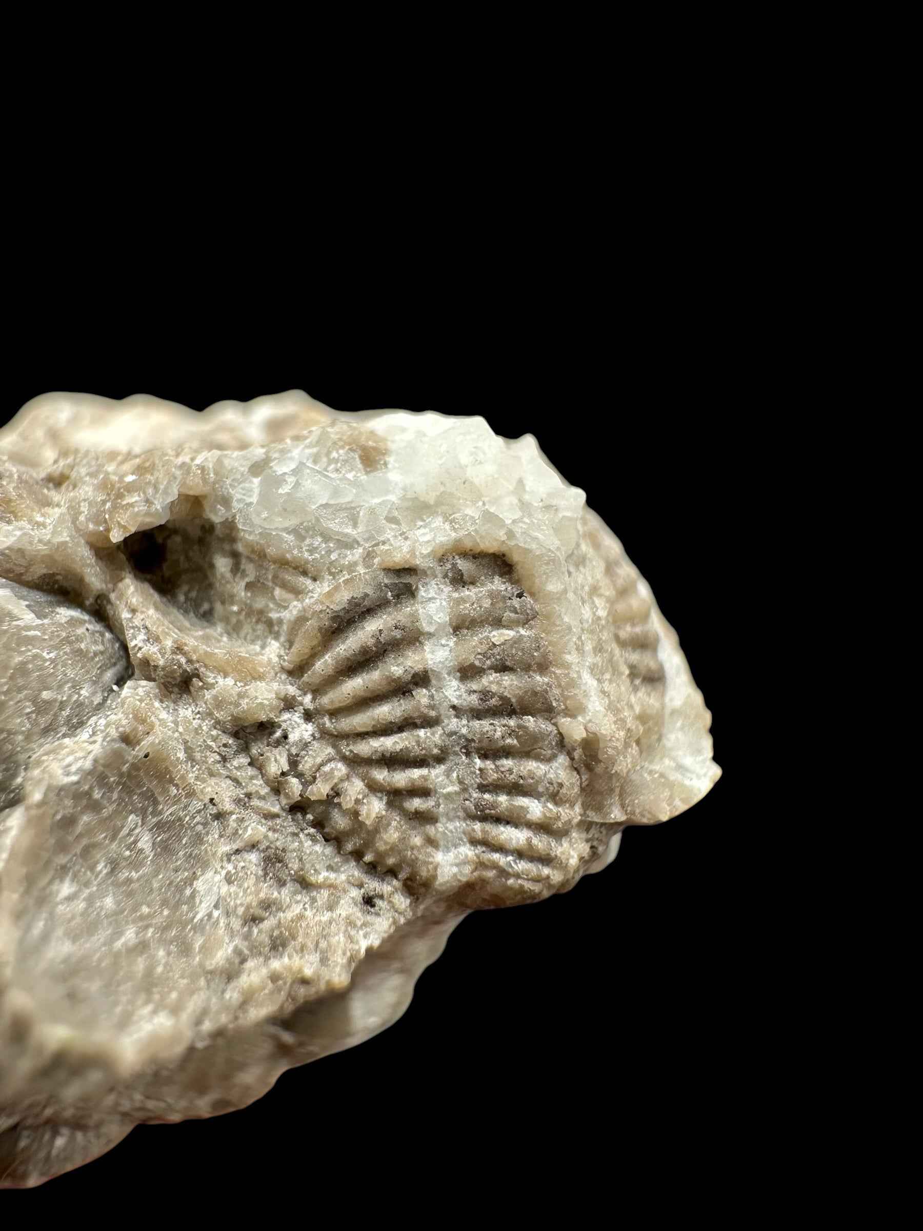 Trilobite Encrinuraspis beaumonti + brachiopoda Hircinisca megaera – Kosov Quarry, Czech Republic - TN103