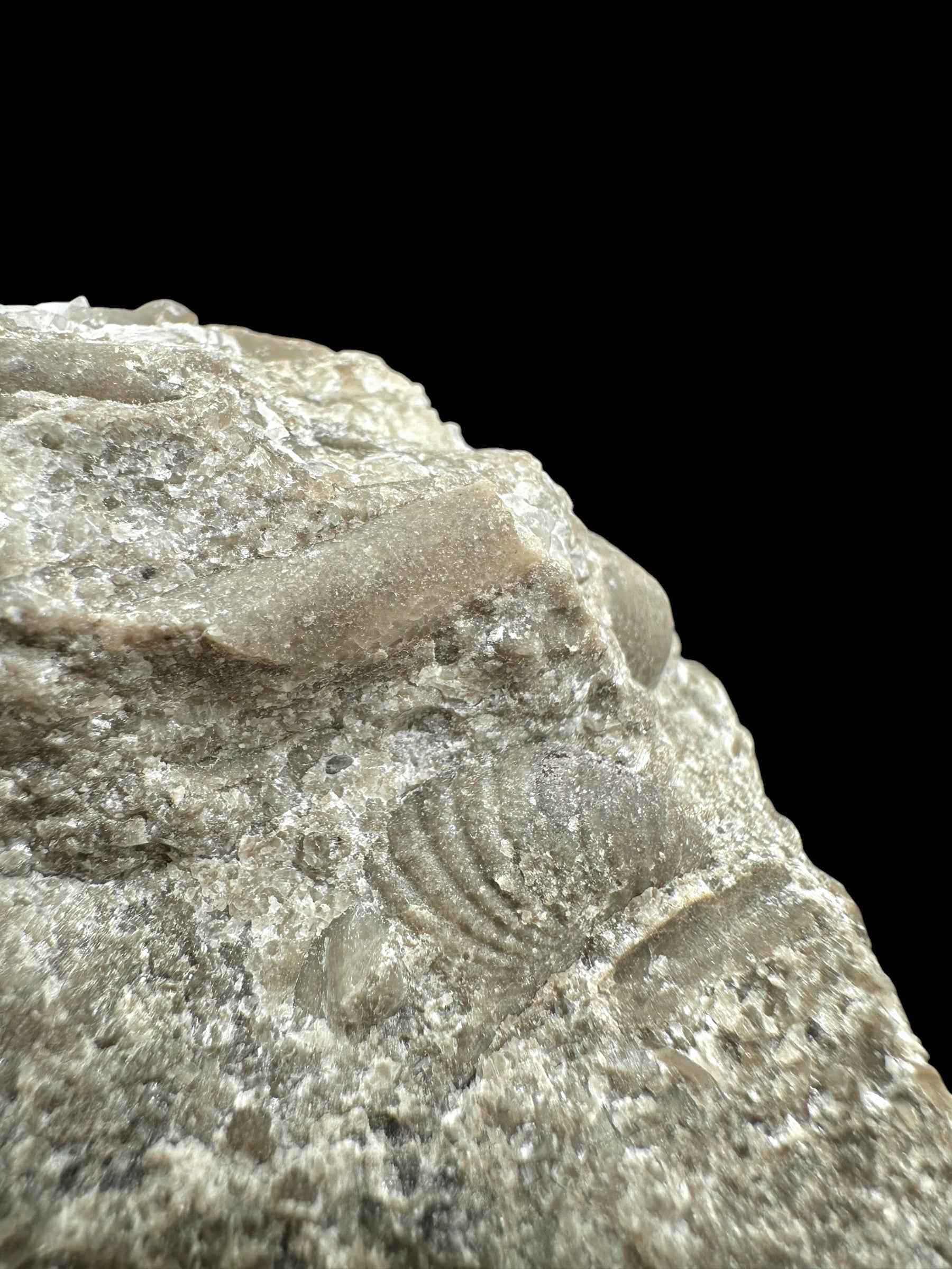 Trilobite Encrinuraspis beaumonti + brachiopoda Atrypoidea linguata – Kosov Quarry, Czech Republic - TN104