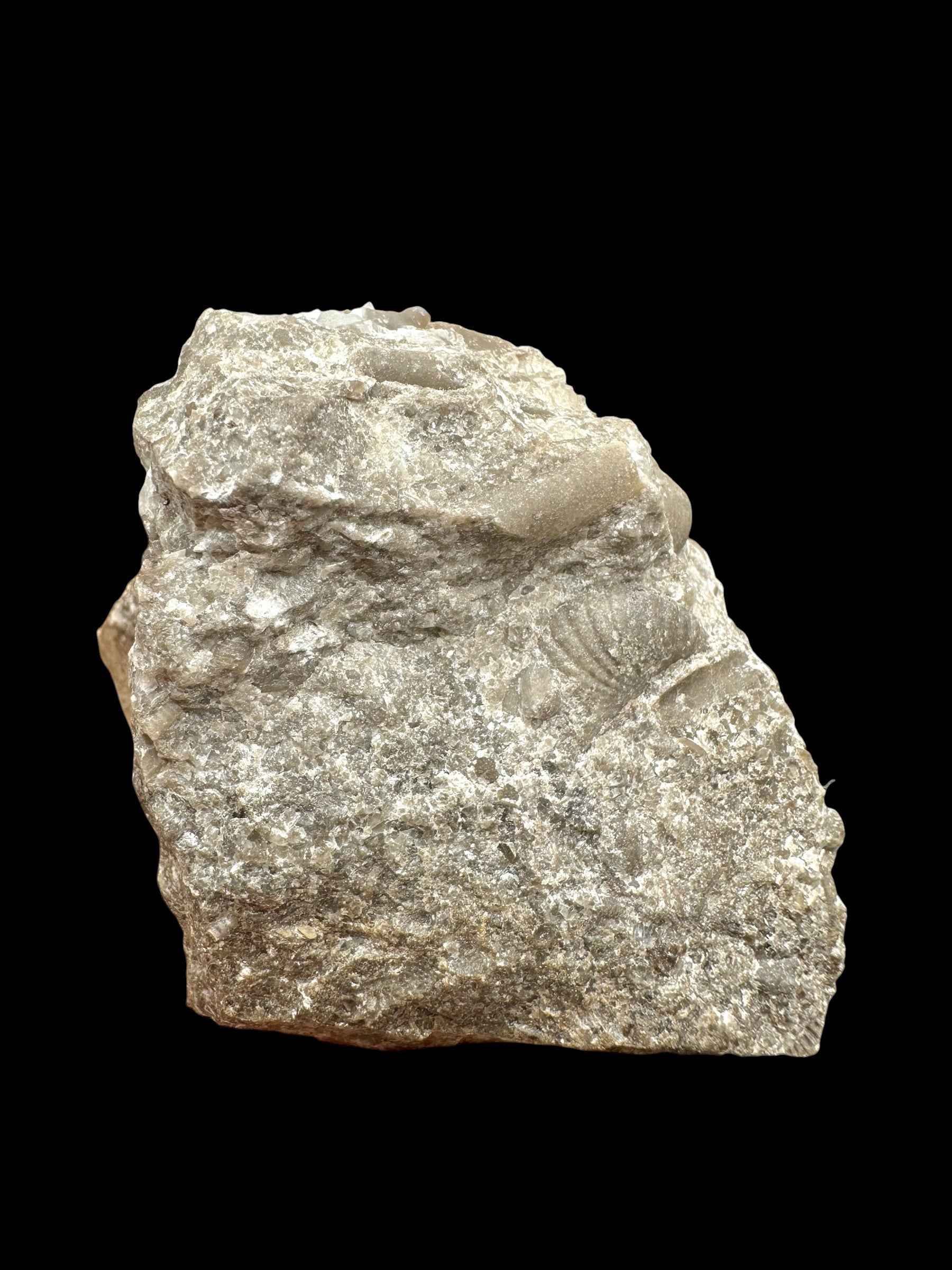 Trilobite Encrinuraspis beaumonti + brachiopoda Atrypoidea linguata – Kosov Quarry, Czech Republic - TN104