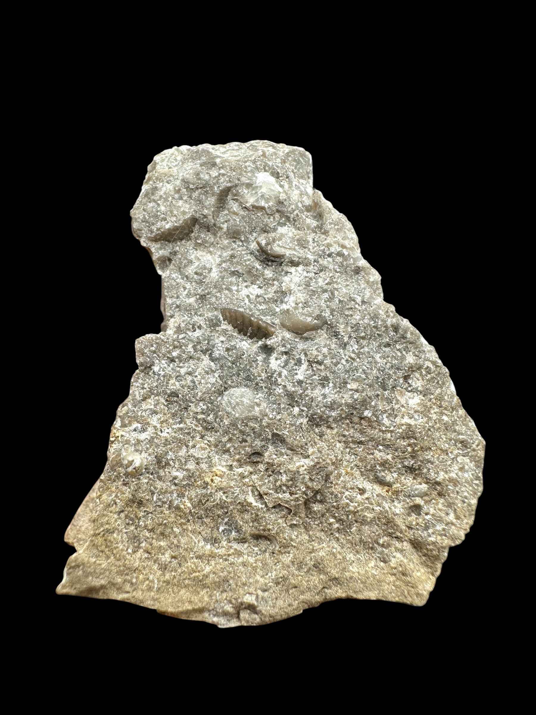 Trilobite Encrinuraspis beaumonti + brachiopoda Atrypoidea linguata – Kosov Quarry, Czech Republic - TN104